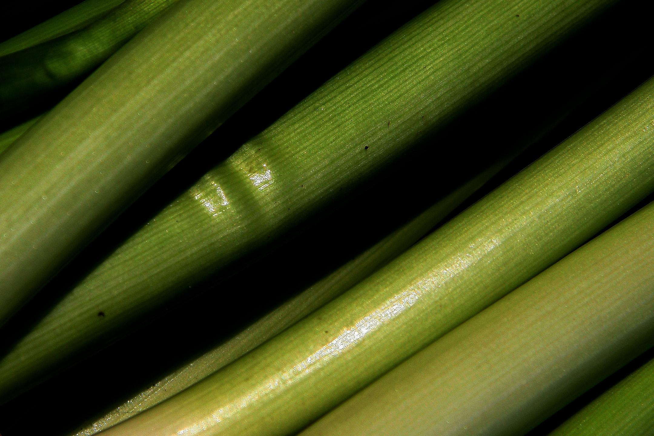 NATURE MORTE et VIVANTE. Natalia Bogdanovska. Films et photographie corporate en France