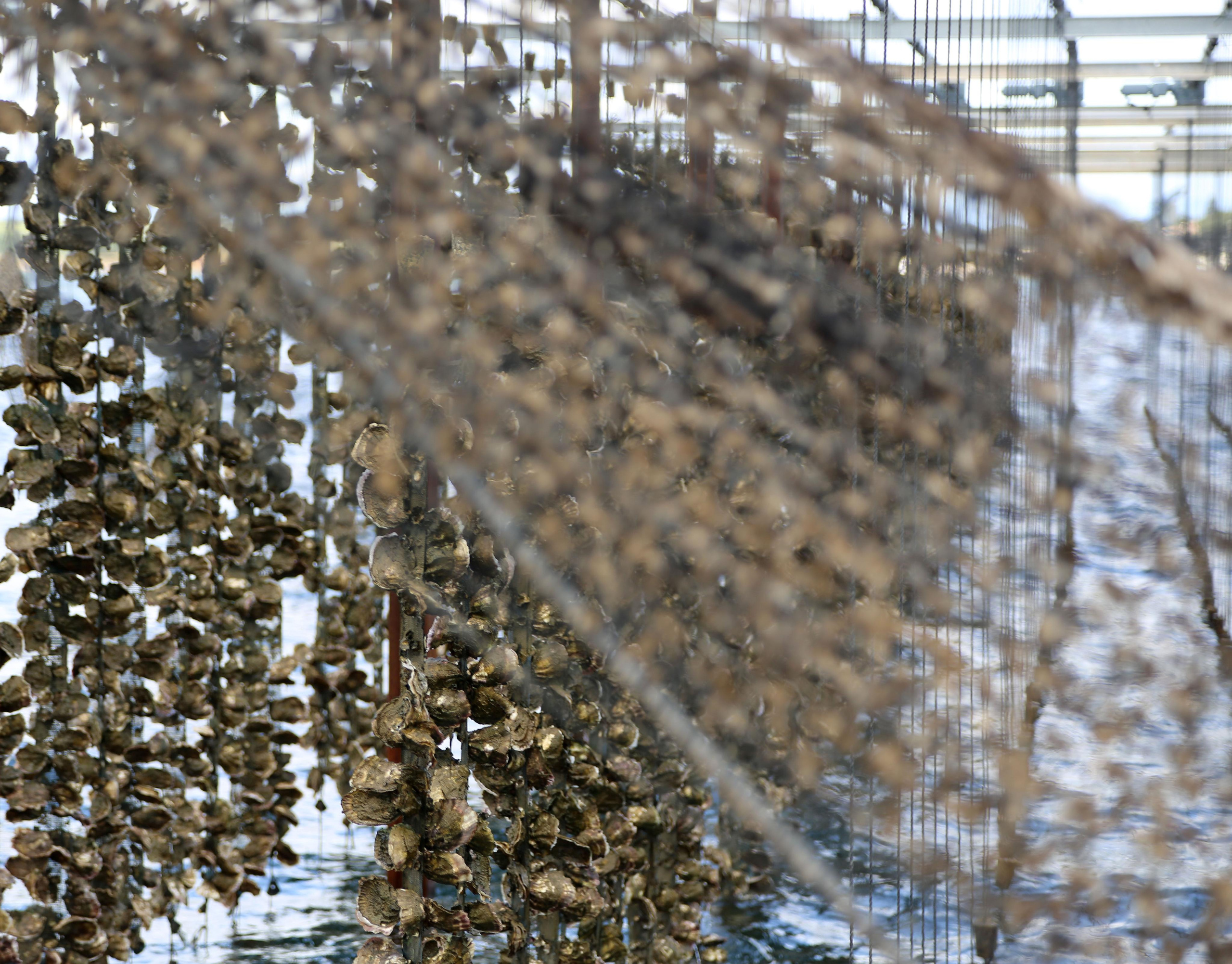 NATURE MORTE et VIVANTE. Natalia Bogdanovska. Films et photographie corporate en France