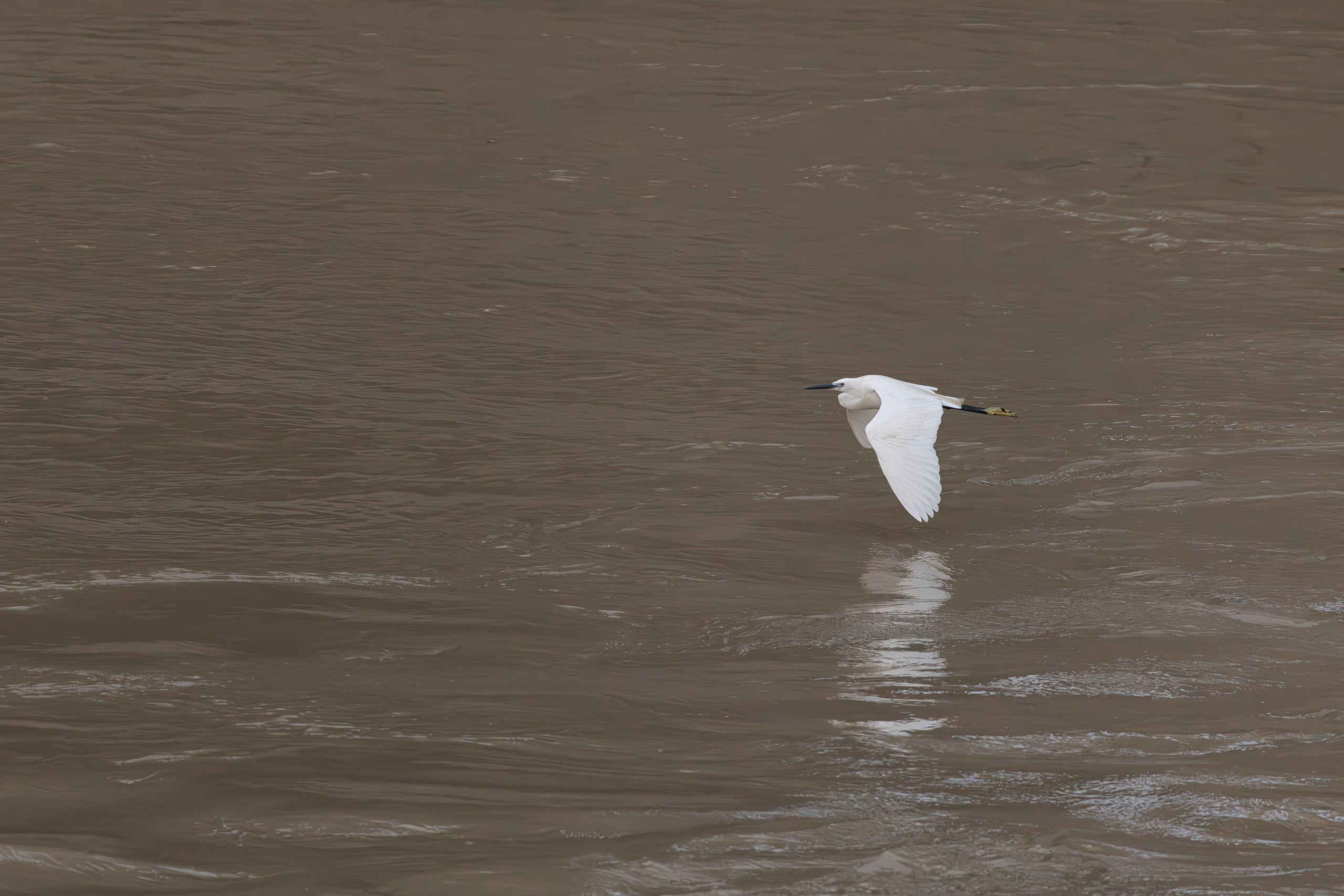 მტკვრის ხეობის ყველაზე ლამაზი სტუმარი. FramefreeMan