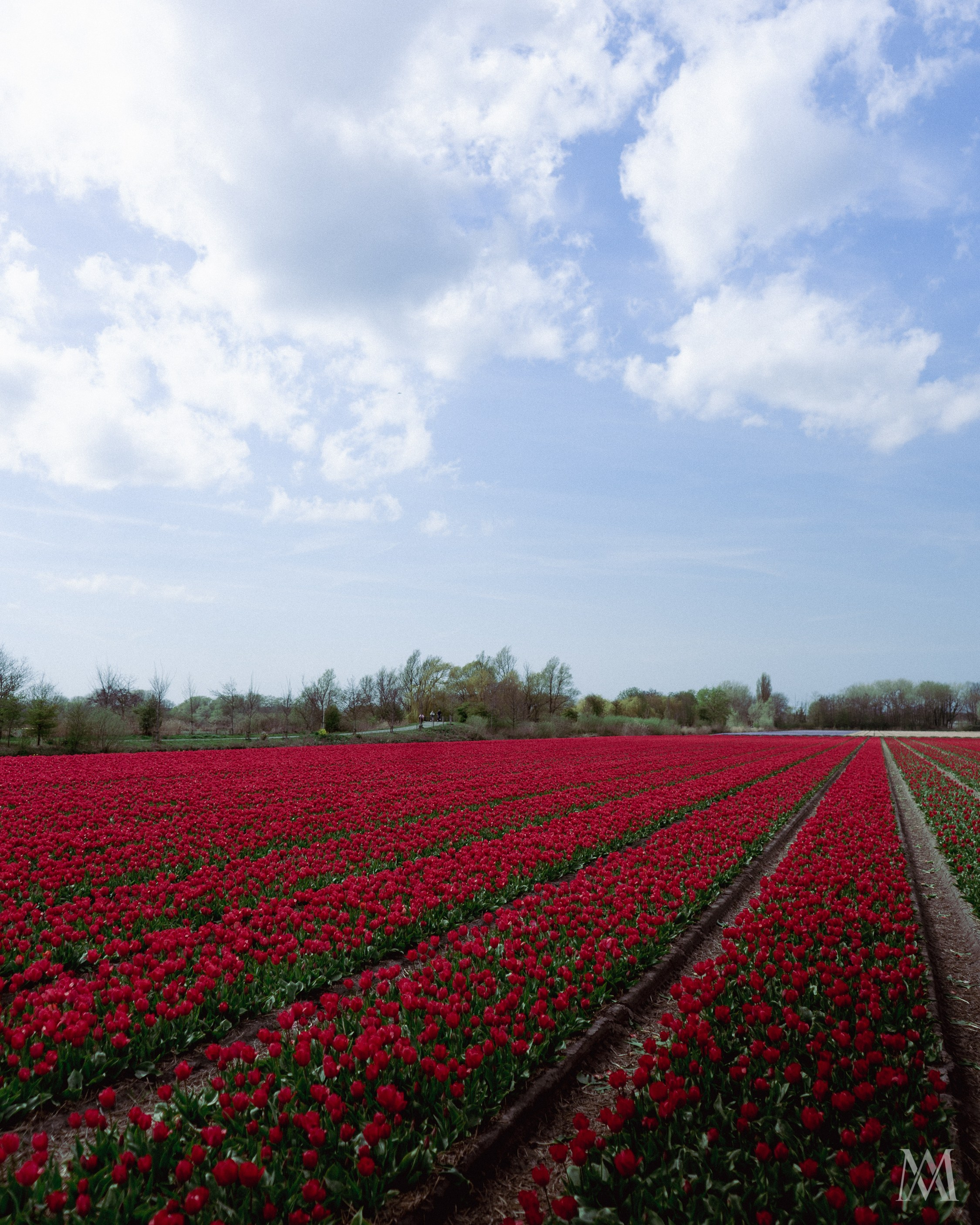 NETHERLANDS. MA Visuals — Fotografia e Vídeo