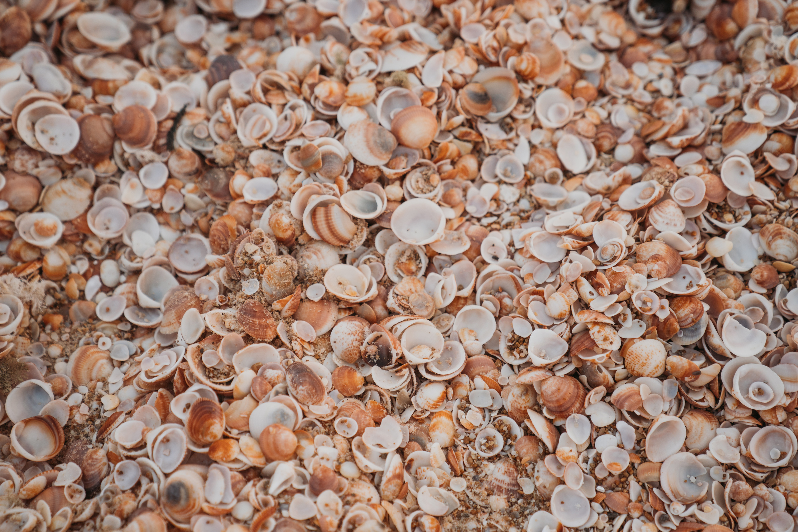 Валерия, Егор и Мири. Семейный фотограф в Израиле