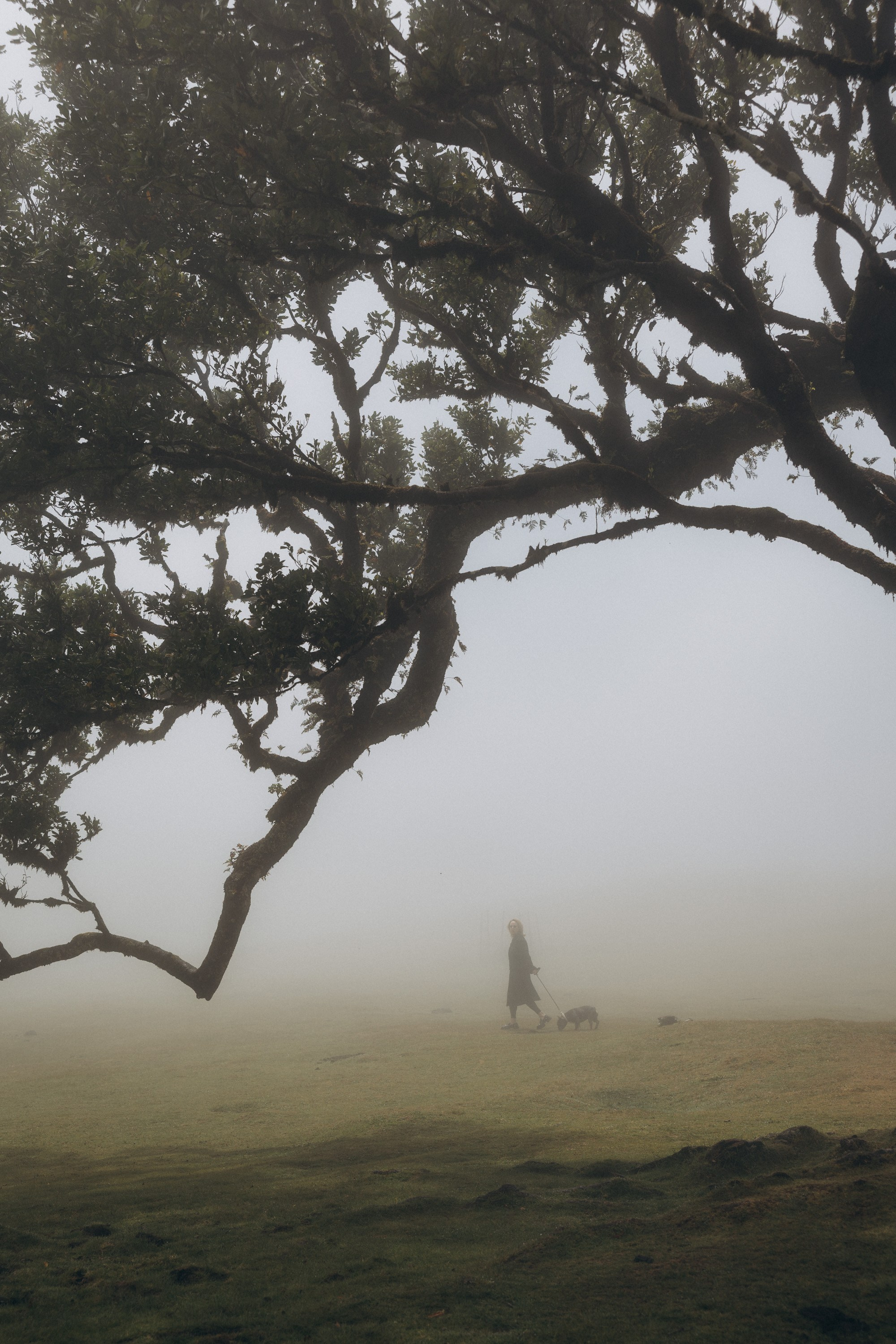 Solo Photoshoot in Fanal Forest, Madeira. Fotógrafa na Madeira para casais, pedidos de casamento, elopements e casamentos íntimos | Tatiana