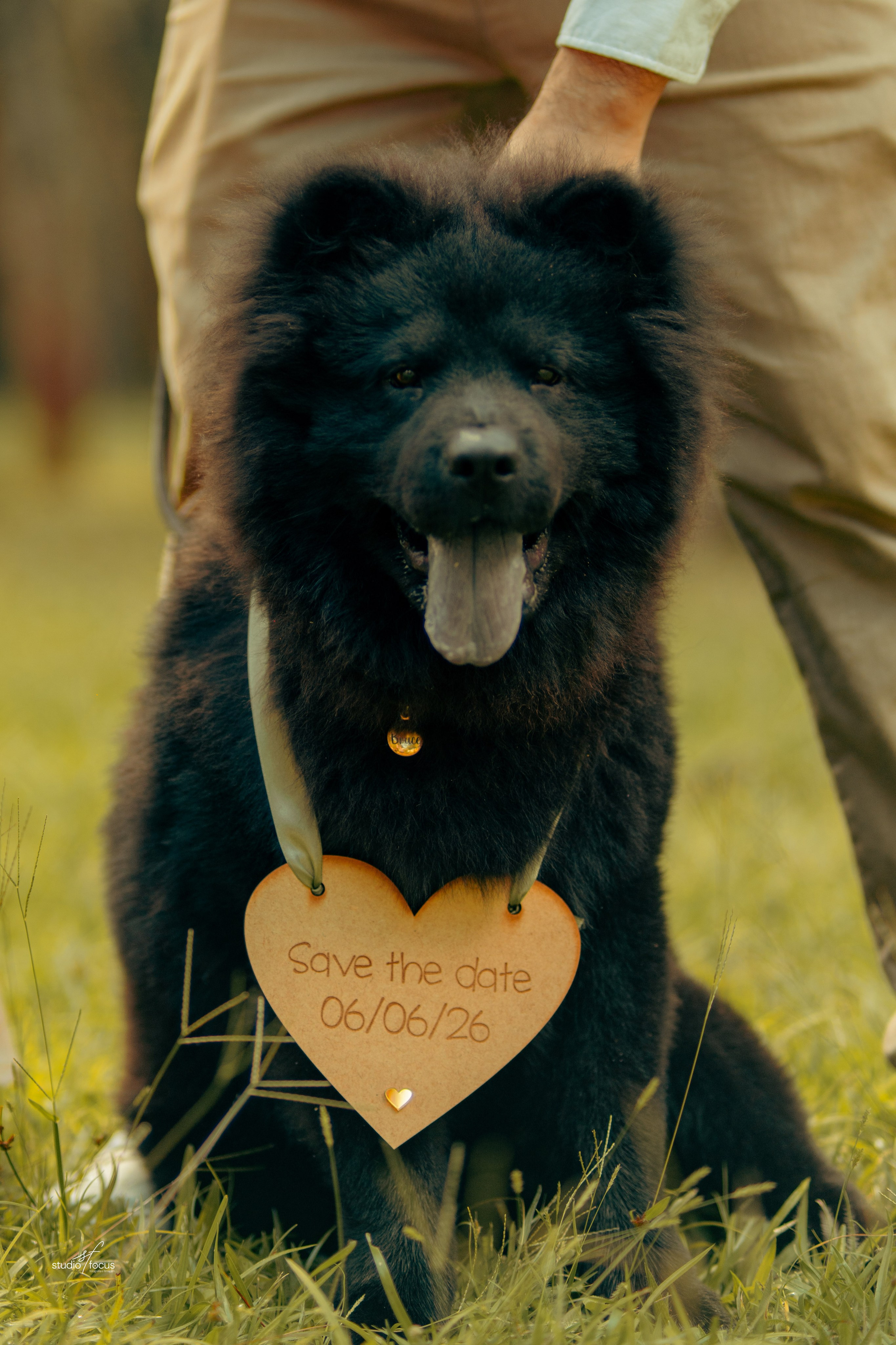 Pré-Wedding com pets