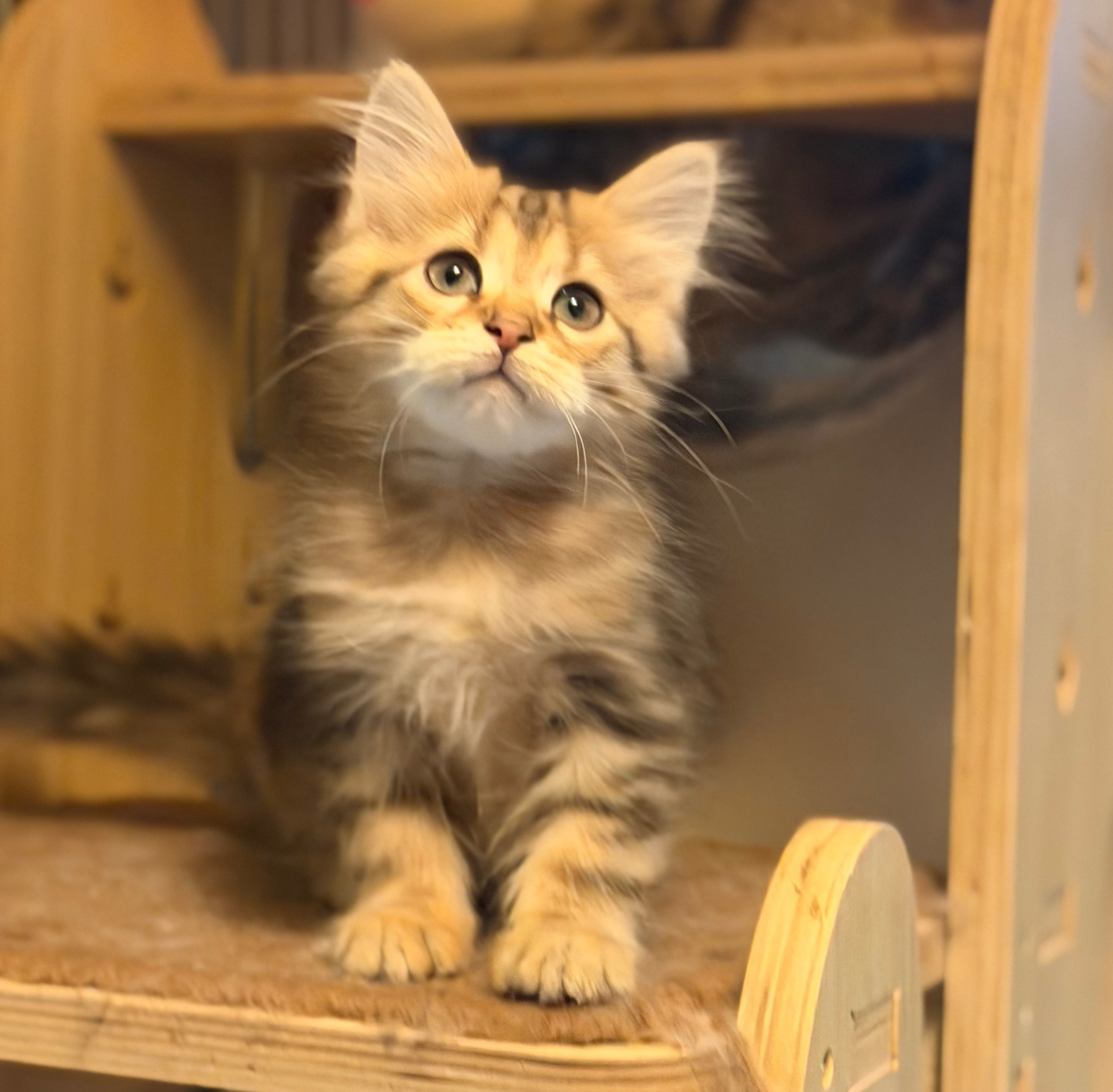 available - Dakota - Brown Classic Tabby Female