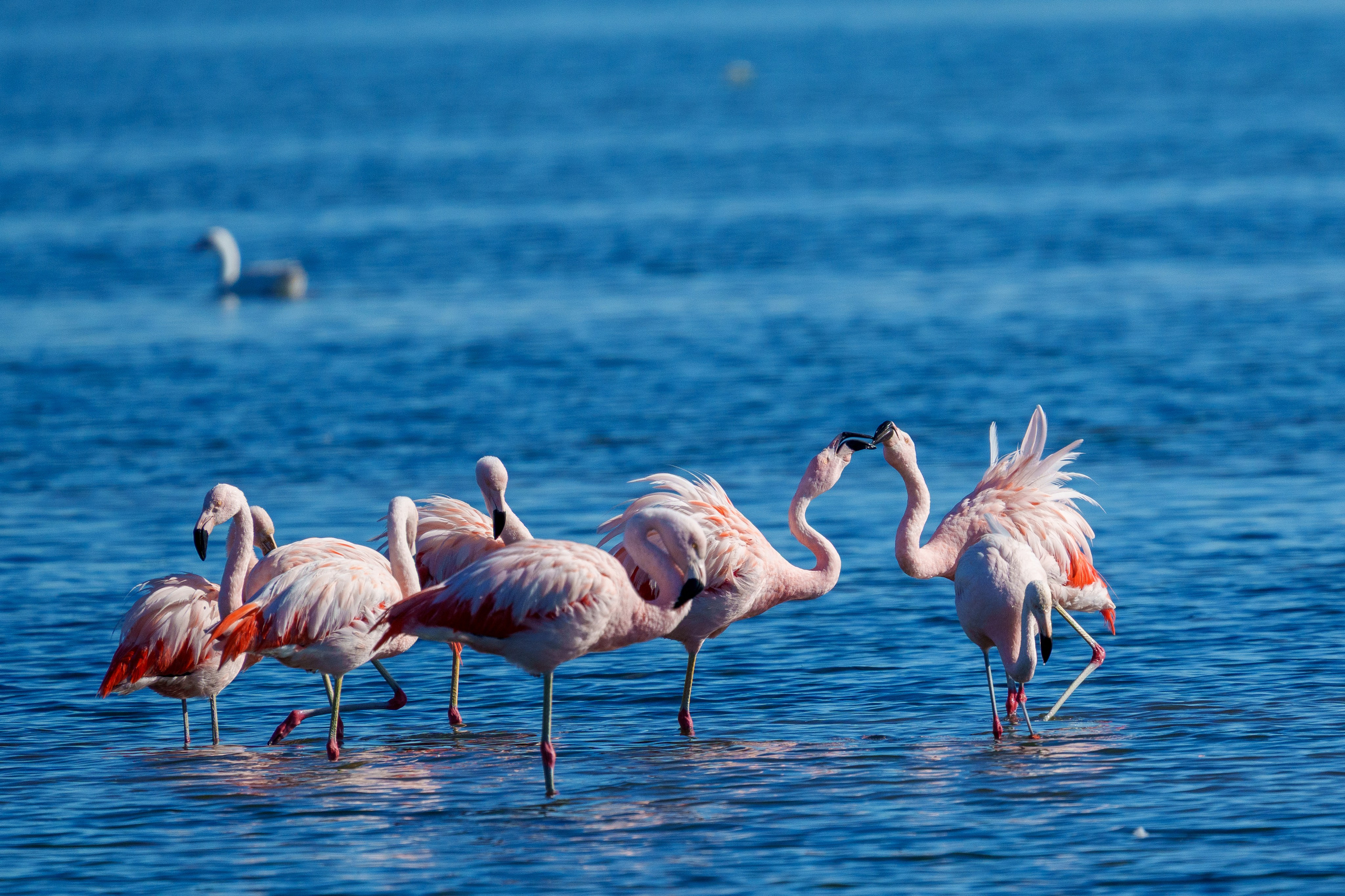 Fauna. Fotografía del día a día. Yuri Marín C