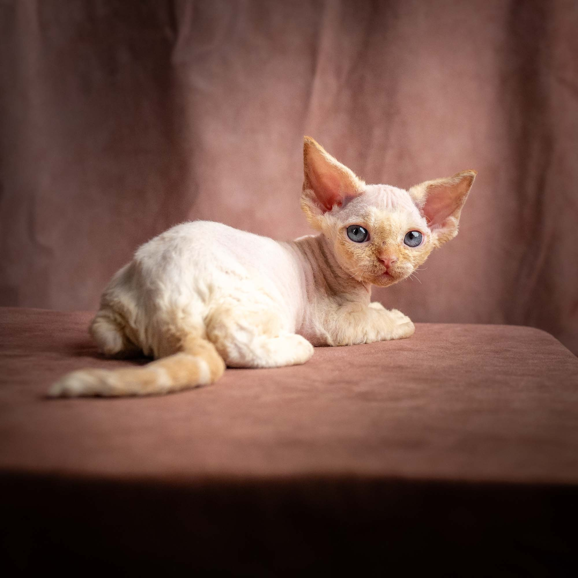 Rafael, boy, born 05.08.26. Devon Rex Pixie Cattery