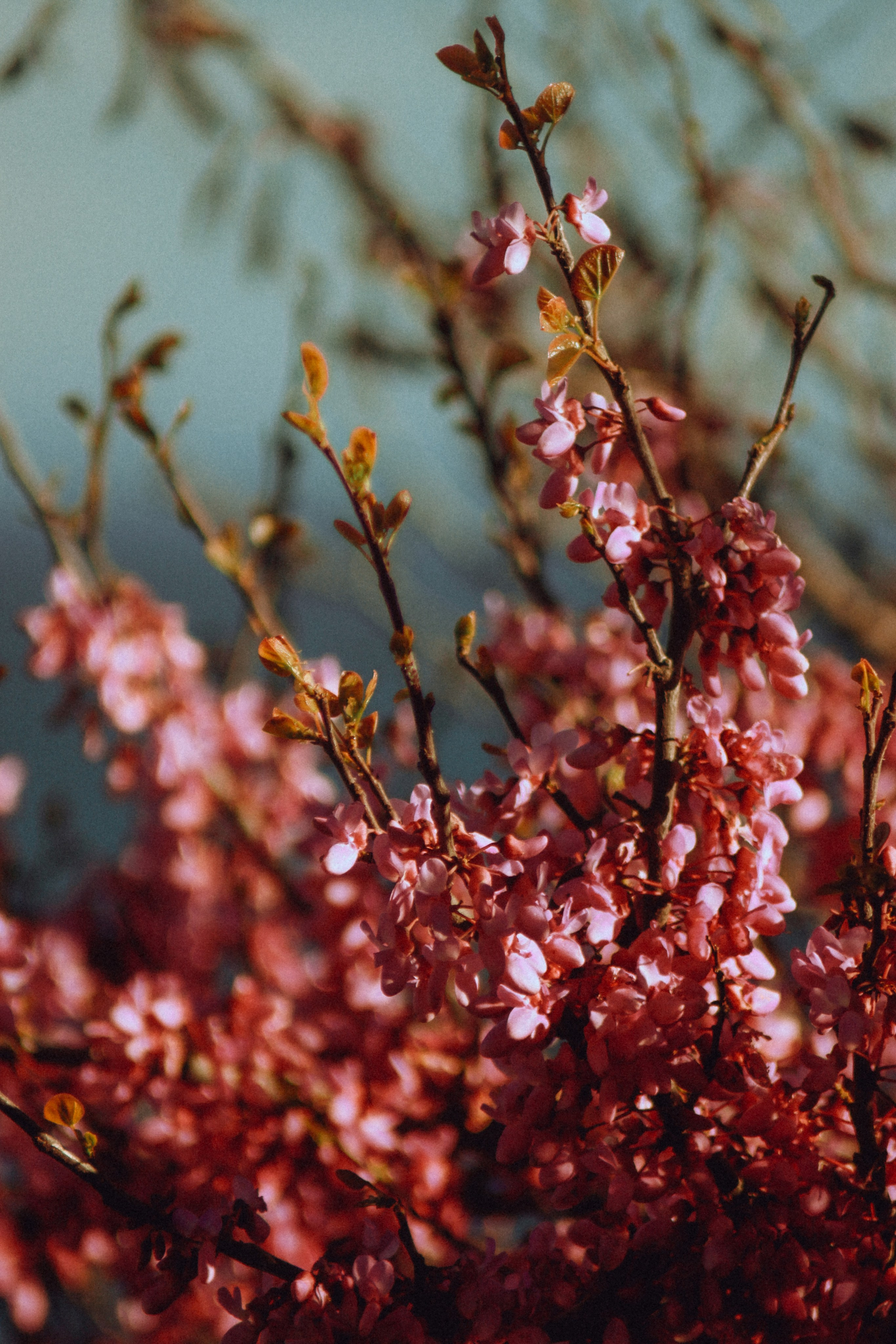 La Coudoulière, Saint Mandrier. Photographe à la Seyne sur Mer, Var