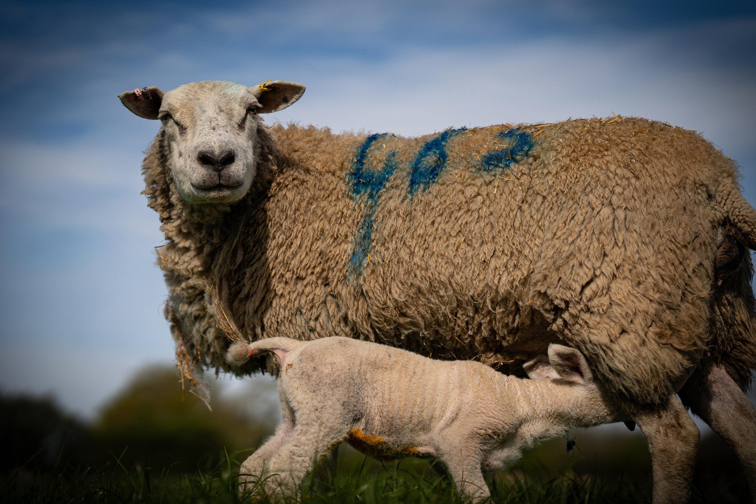 Farming. Ryan Hewitt Photographer
