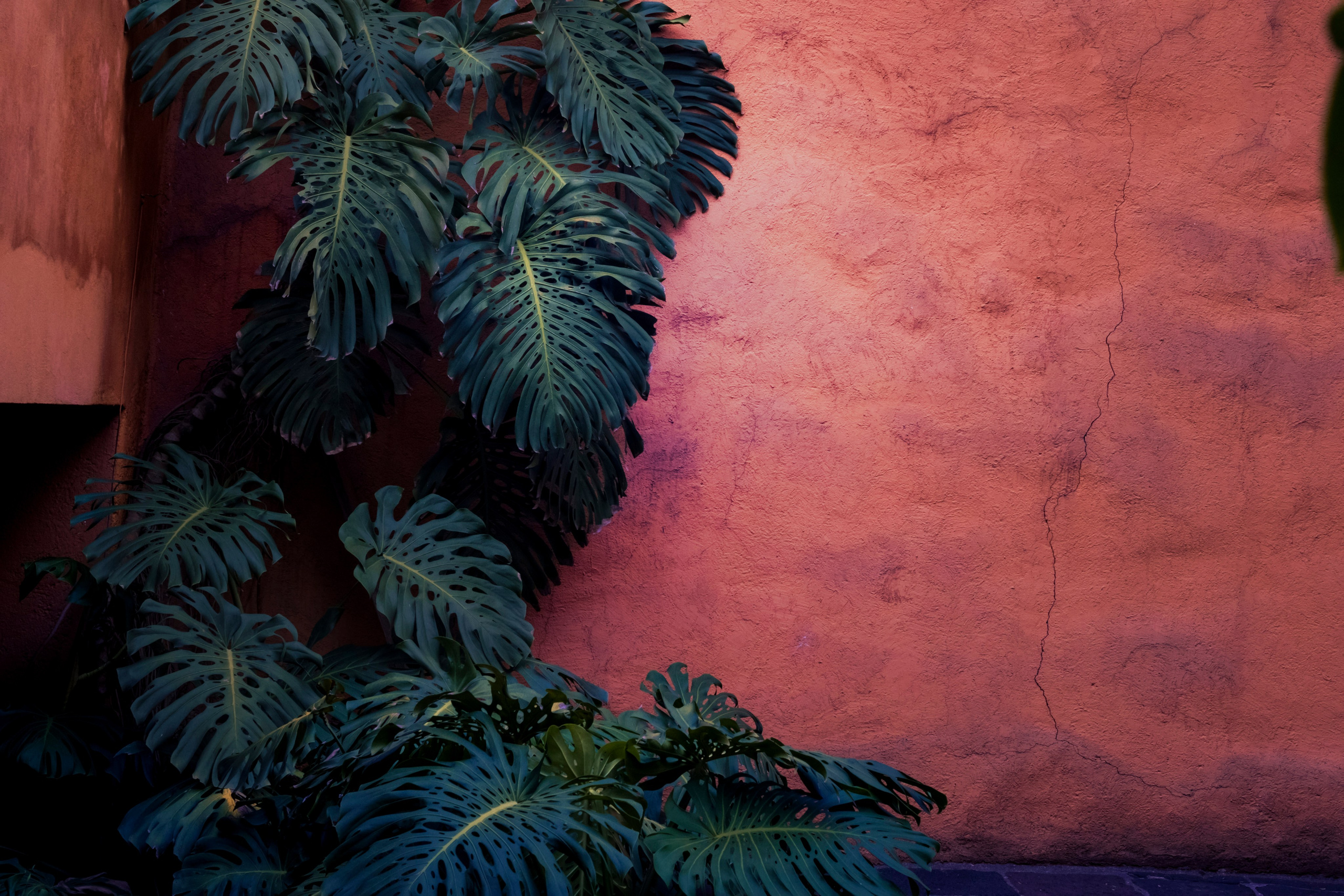 Brandon & Leah. Wedding and family photographer in Mexico City