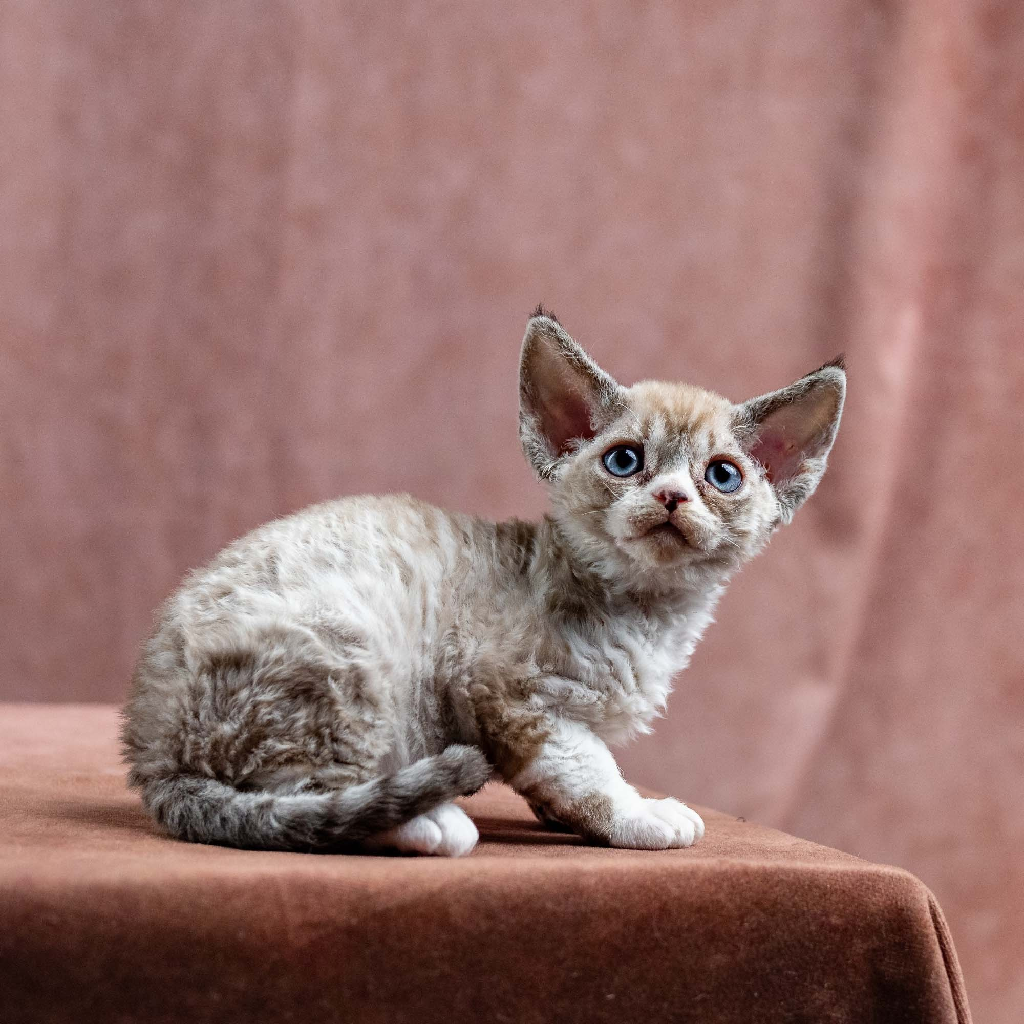 Kai, boy, born 07.02.2025. Devon Rex Pixie Cattery