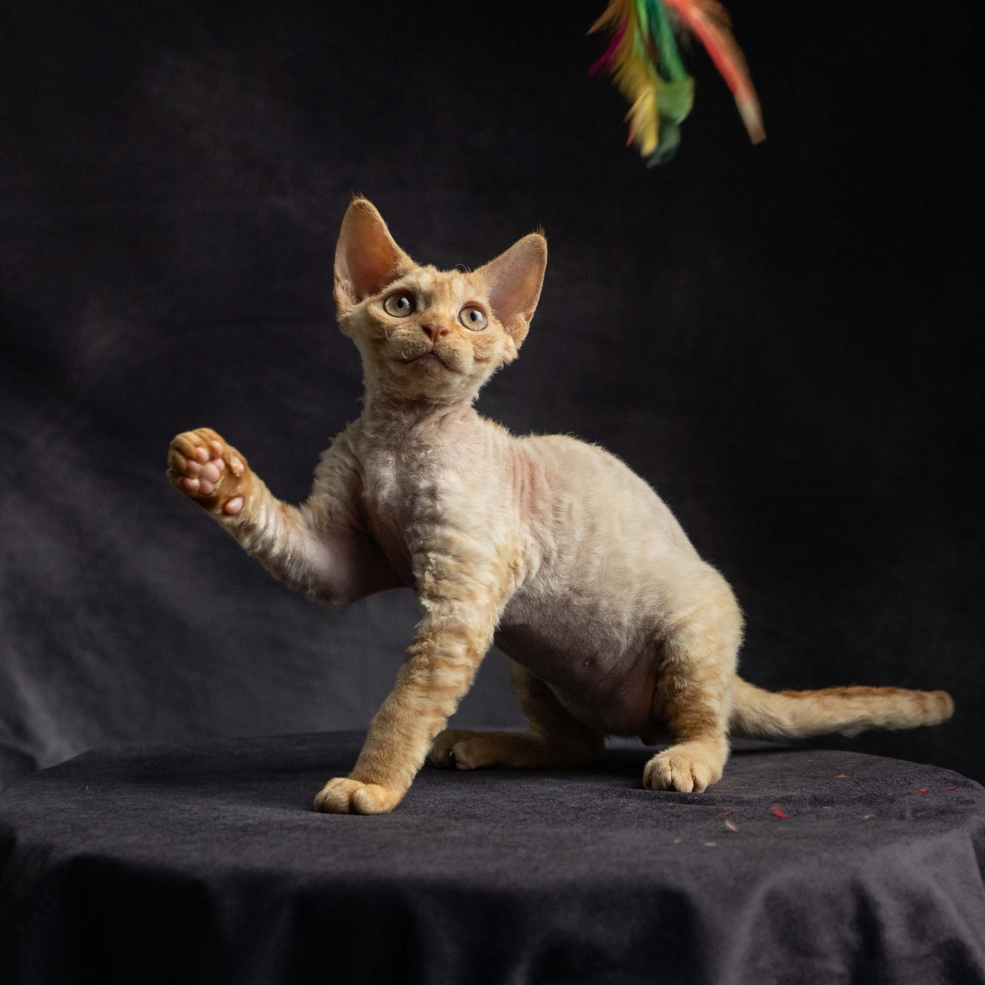 Dorito, boy, born on 06.06.24 SOLD. Devon Rex Pixie Cattery
