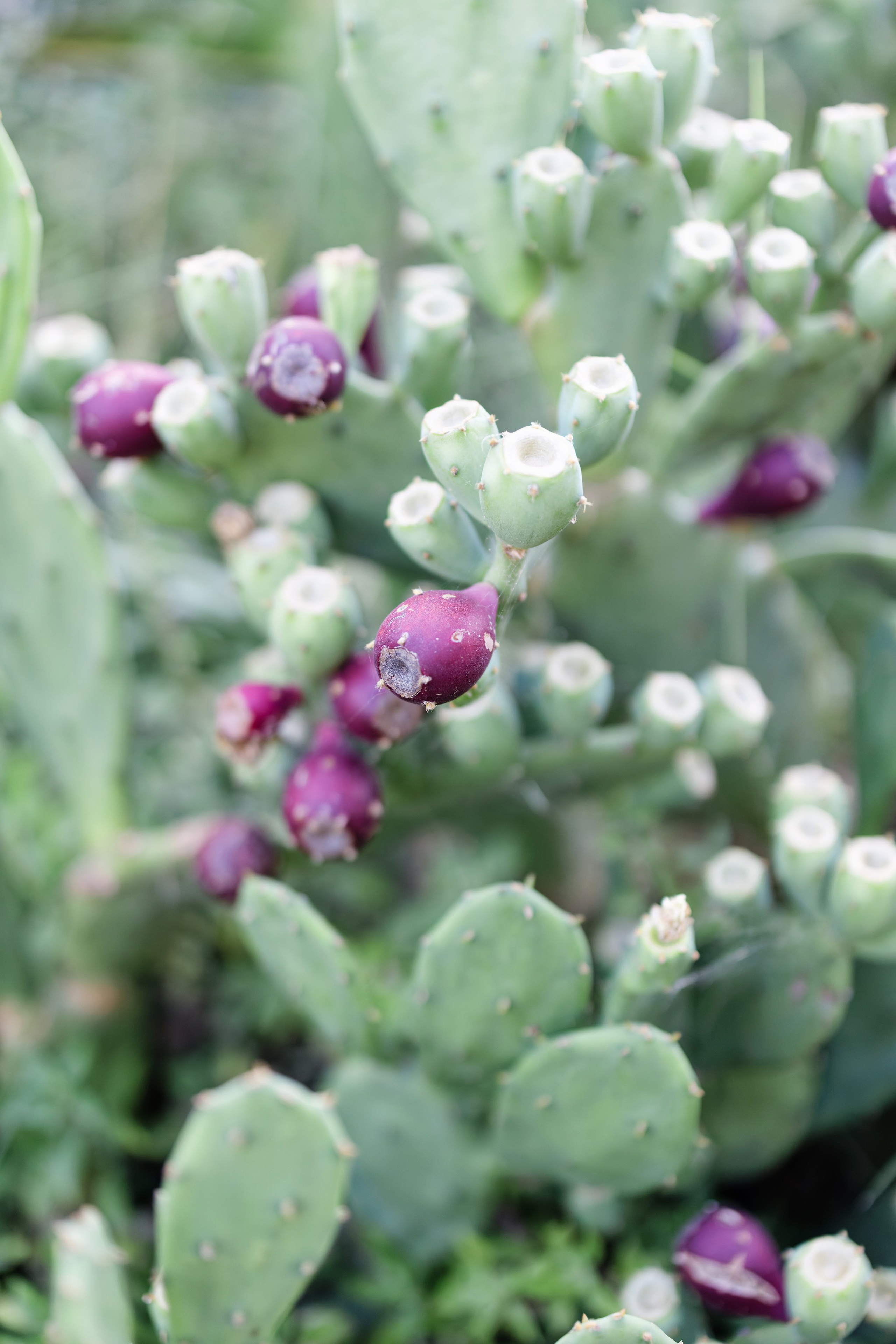 Indian wedding at Gran Villa Rosa, Barcelona, Spain Preview