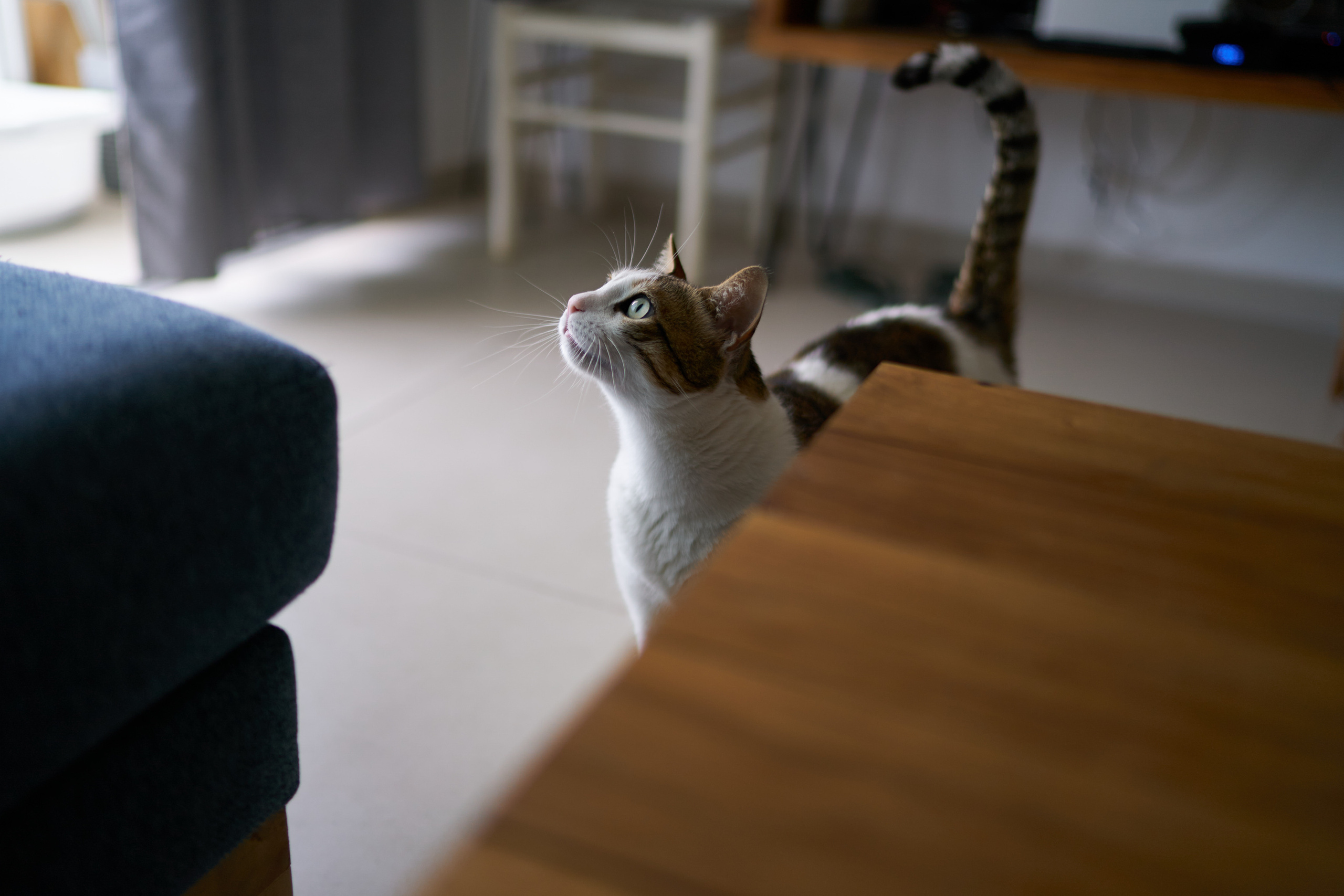 Danit&Adi Series. צלם אלכס ברט בישראל