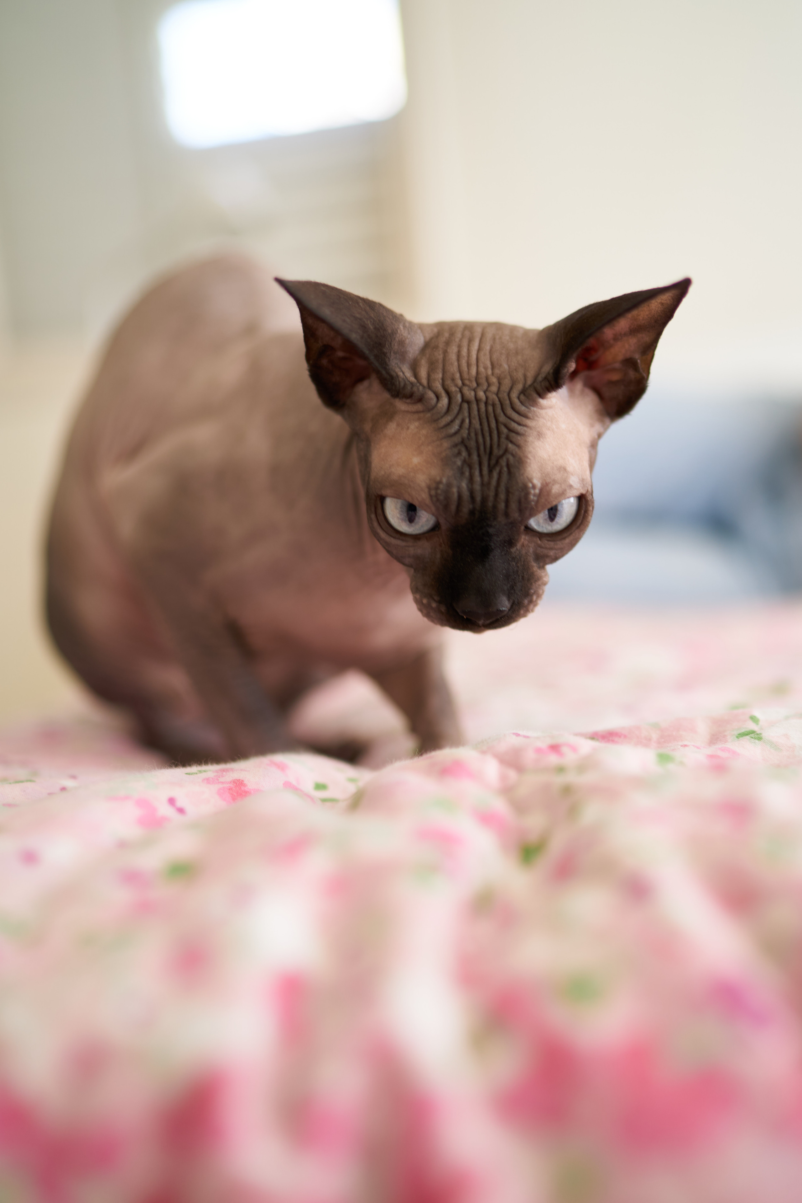 Julia&Valeriy Home Photo Shoot Series. צלם אלכס ברט בישראל