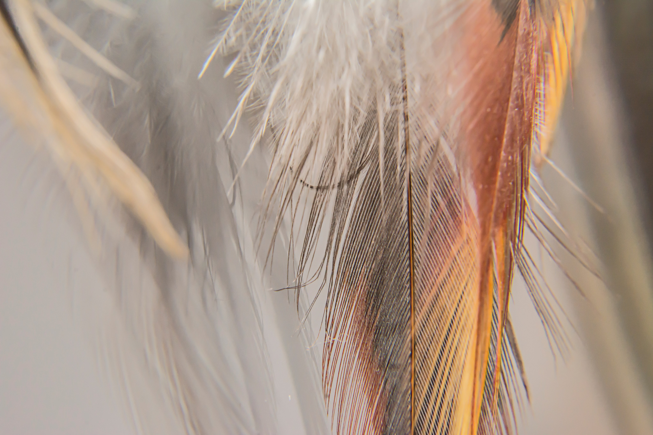 Fotografie Macro~ Close up. Andreea Ivan art-Fotograf Constanta, Fotograf profesionist Constanta, Fotograf de nunta Constanta, botez, sedinte foto cu tematica, portret