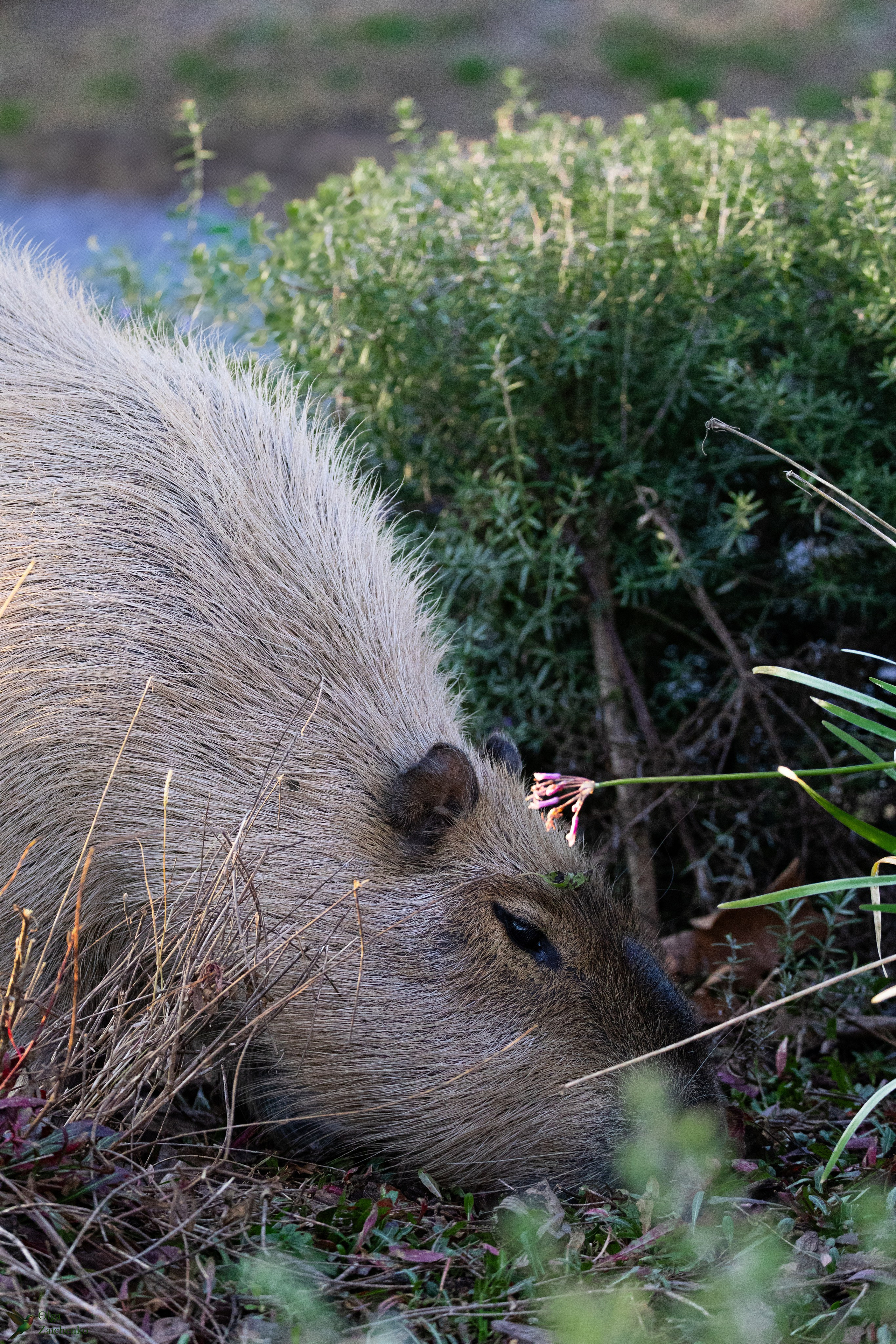 WildLife. Фотограф в Буэнос-Айресе