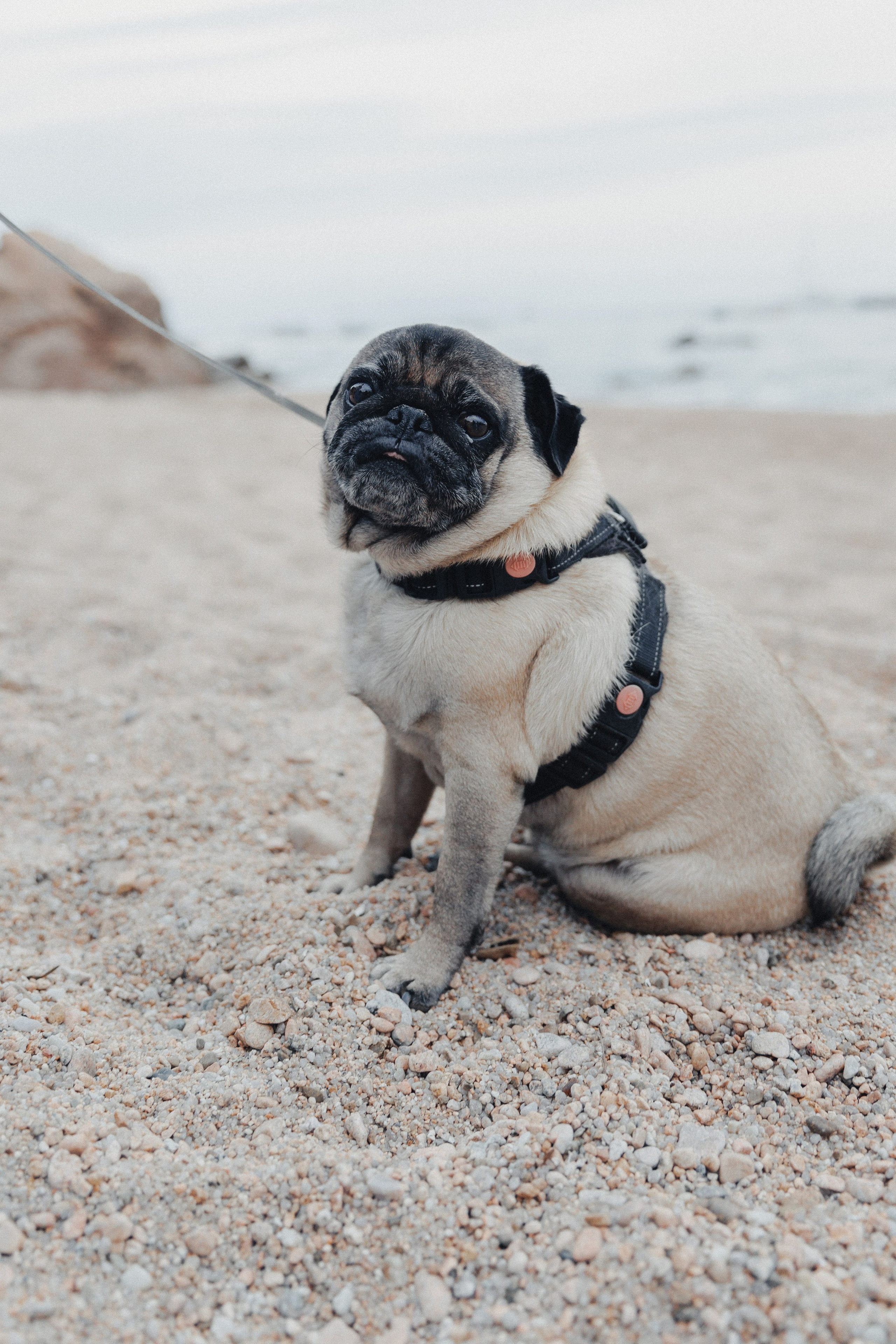 David & Celine. Fotograful evenimentului tău