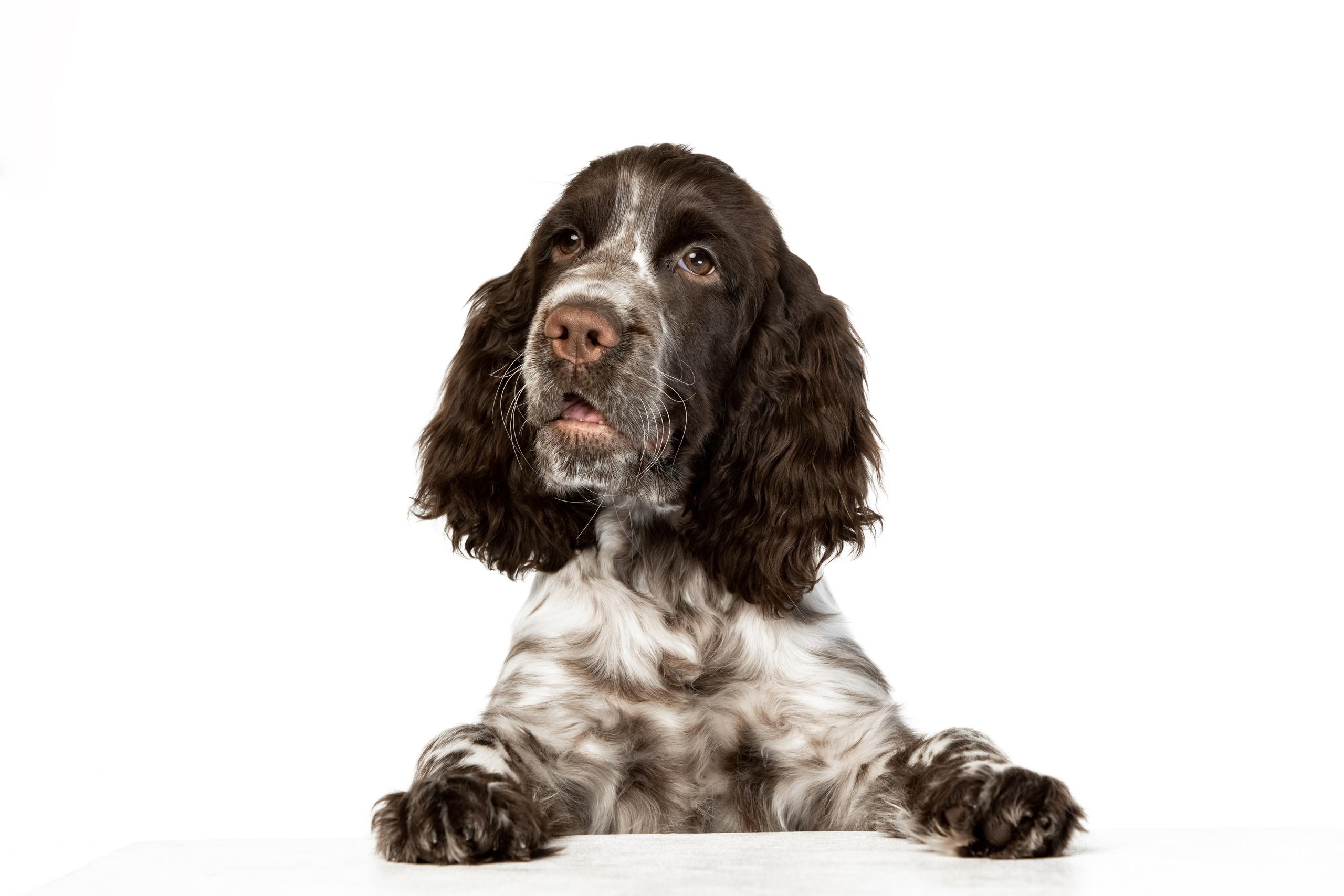 English Springer Spaniel female show dog international bloodlines