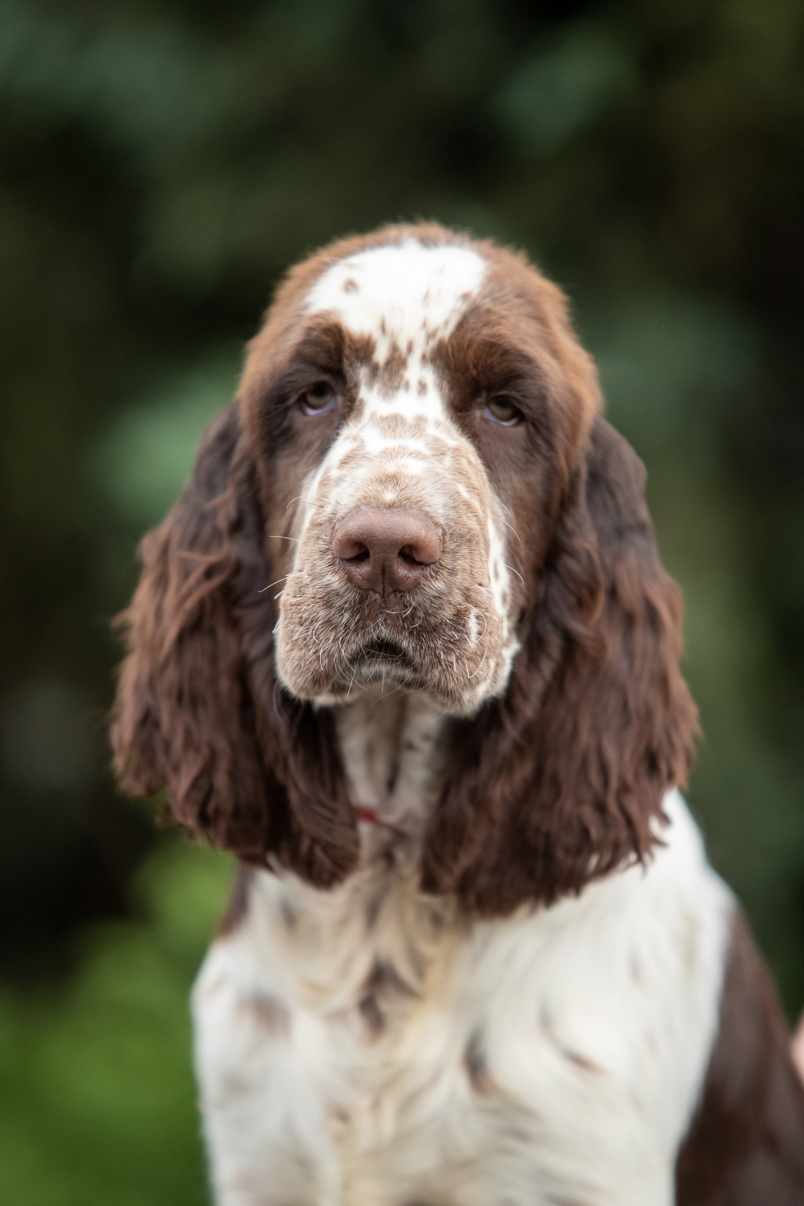 Female — Red collar ❤️. Website of the titled stud dog of the Springer Spaniel breed