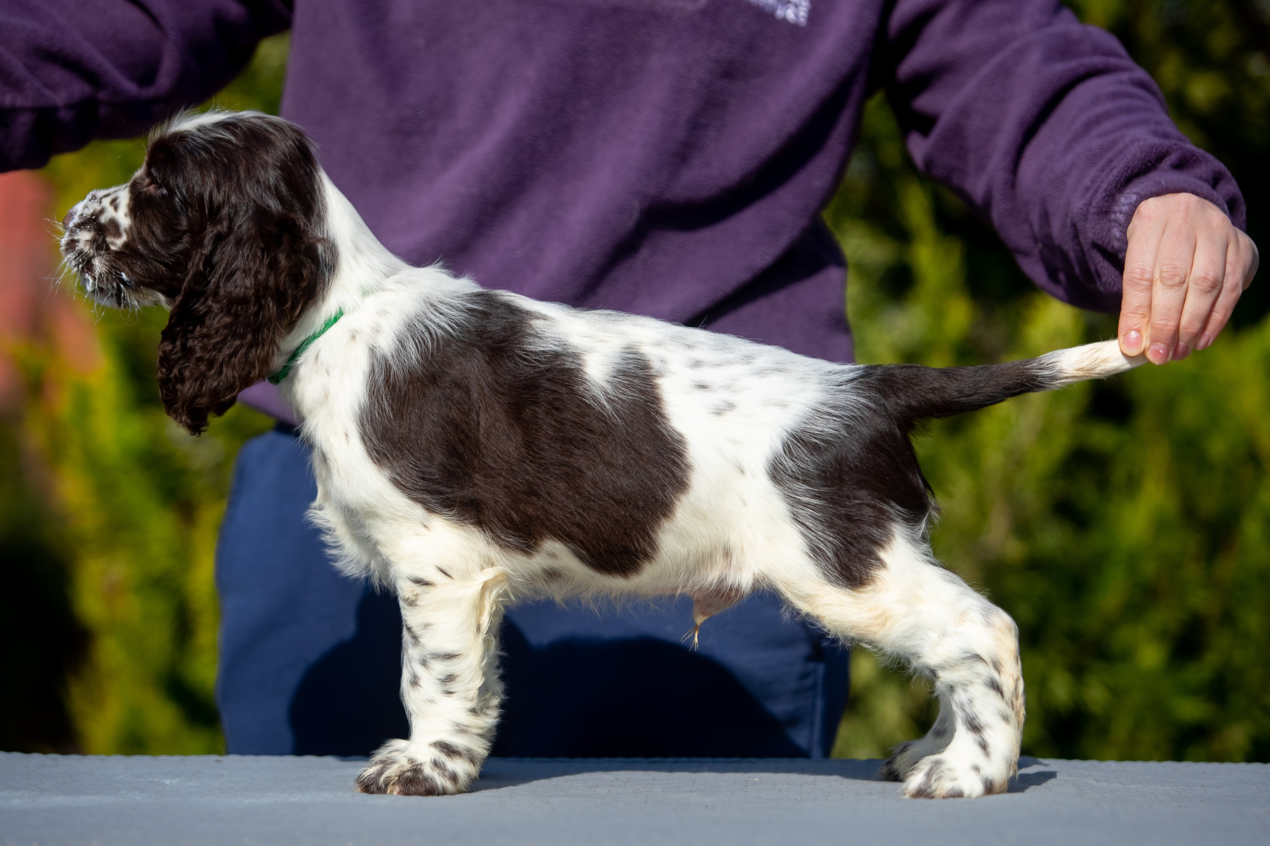 Male — Green collar 💚. Website of the titled stud dog of the Springer Spaniel breed
