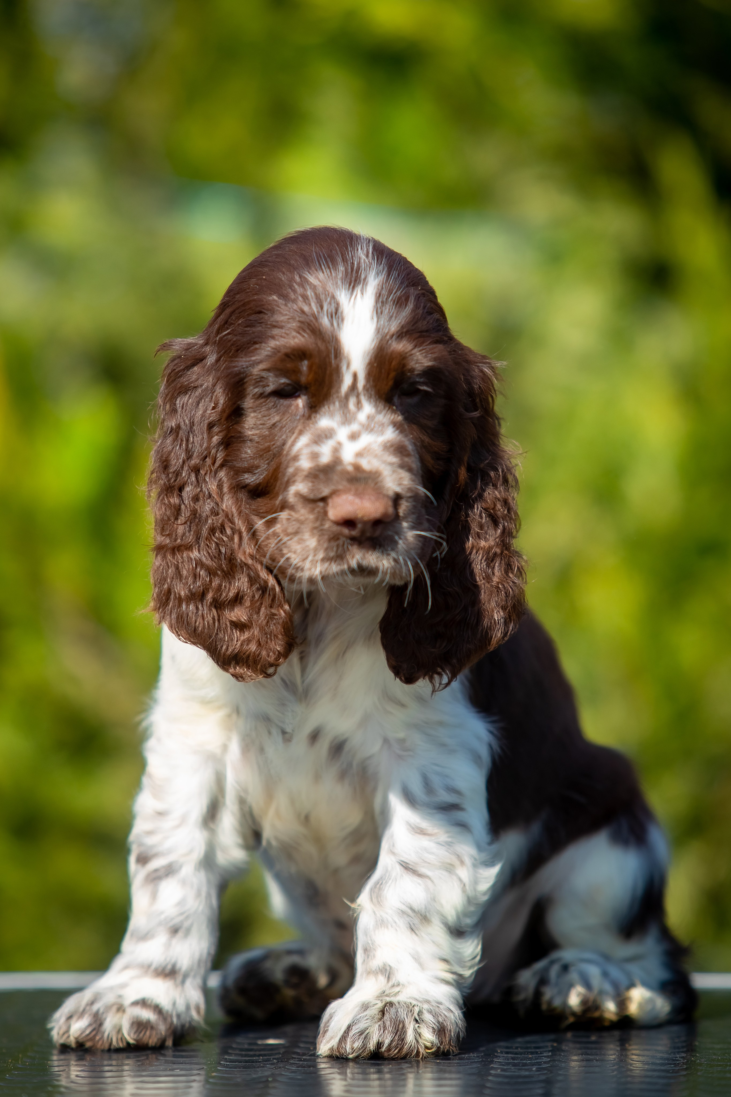 Female — Pink collar 💗. Website of the titled stud dog of the Springer Spaniel breed