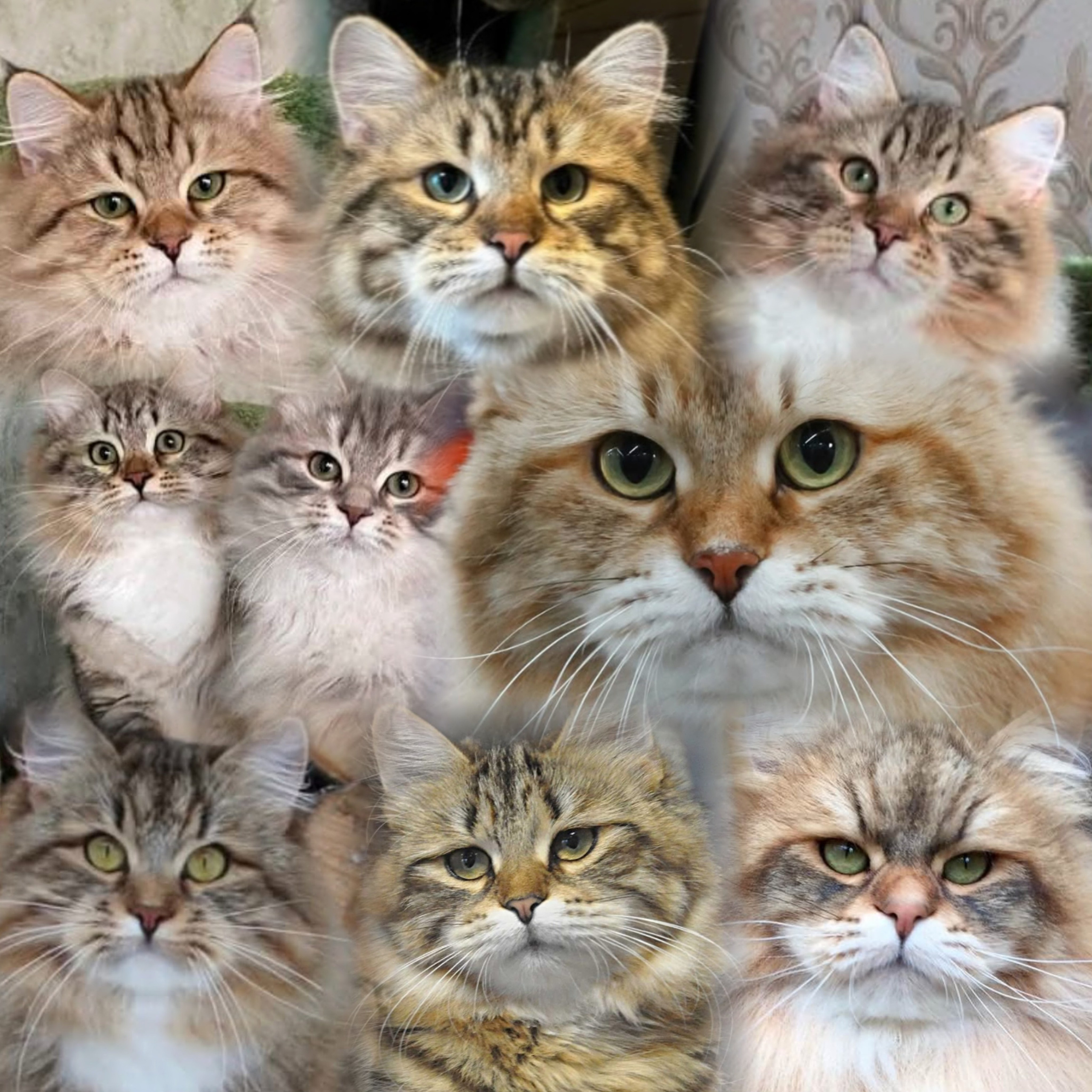 The Siberian cat is recognized for having lower levels of the major cat allergen Fel d 1 compared to most other breeds. According to research:	•	About 50% of Siberian cats have Fel d 1 levels lower than those of normal cats, and roughly 15% produce very low levels of the allergen, making them suitable for homes with severe cat allergy sufferers. However, Fel d 1 levels can vary significantly among individuals within the breed, even in litters from low-allergen parents.	•	Fel d 1 is a glycoprotein produced primarily in the lacrimal, salivary, sebaceous, and perianal glands. The allergen is spread mainly via saliva during grooming and skin glands onto fur, which can become airborne and cause allergic reactions.	•	Neutering significantly reduces Fel d 1 levels, as it’s hormonally regulated. Both male and female Siberians can produce low levels, but unneutered males typically produce the highest amounts.	•	Genetic studies have identified mutations in the Ch1 and Ch2 genes that encode Fel d 1 in Siberian cats. These mutations could influence the allergenic properties and protein expression, providing potential markers for breeding hypoallergenic cats.	•	Studies measuring Fel d 1 concentration in Siberian cat saliva have found levels ranging generally below 1.5 µg/mL in some individuals, while others show elevated levels. It’s the first breed where genetic structure of Fel d 1 genes was investigated to explain reduced allergenicity.In summary, Siberian cats tend to have significantly lower Fel d 1 production than other breeds due to genetic and hormonal factors, which supports their classification as hypoallergenic cats, although individual variation still exists. This makes them a preferred choice for cat allergy sufferers, but allergy testing and monitoring are still recommended for sensitive individuals.References included detailed genetic, biochemical, and breeding studies contributing to our understanding of Fel d 1 expression in Siberian cats and their hypoallergenic potential有關西伯利亞貓Fel d 1過敏原的量化研究，主要發現如下：	•	研究顯示西伯利亞森林貓的Fel d 1產量普遍低於其他貓種，約為其他品種的五分之一，有50%的西伯利亞貓Fel d 1水平明顯較低，其中約15%非常低，適合過敏嚴重者飼養。	•	Reddit討論指出，母西伯利亞貓每克產生大約200微克Fel d 1，而一般貓每克可達63,000微克。去勢公貓與母貓的Fel d 1產量相對較低，未去勢公貓產量較高。	•	科學論文中採用唾液樣本測量Fel d 1，數值波動較大，但低Fel d 1生產貓的數值較穩定。這些研究指出性別、體重及毛色對Fel d 1數值影響不大，年齡則呈負相關，年長貓Fel d 1量較低。	•	另一項遺傳學研究發現西伯利亞貓的Ch1和Ch2基因（Fel d 1編碼基因）存在多種突變，可能影響蛋白過敏性，為低致敏基因的選擇提供了依據。總結來說，西伯利亞森林貓Fel d 1的量化研究支持其為低過敏貓種，且Fel d 1含量與品種特徵及基因有關，但個體間仍有變異，過敏體質者需個別測試確認合適性.西伯利亞貓的Fel d 1過敏原量化研究顯示，約有50%的西伯利亞貓Fel d 1水平較一般貓低，其中約15%非常低，適合過敏體質較嚴重者。母貓每克產生約200微克Fel d 1，相較一般貓每克63,000微克明顯較低。Fel d 1唾液濃度在不同時間及個體間有波動，但低產生者較穩定。研究還發現西伯利亞貓Ch1和Ch2基因有多種突變，可能影響Fel d 1過敏性。性別、體重與毛色對Fel d 1影響有限，年齡呈負相關，年長貓Fel d 1較低，支持西伯利亞貓為低過敏貓種，但仍需個別測試.