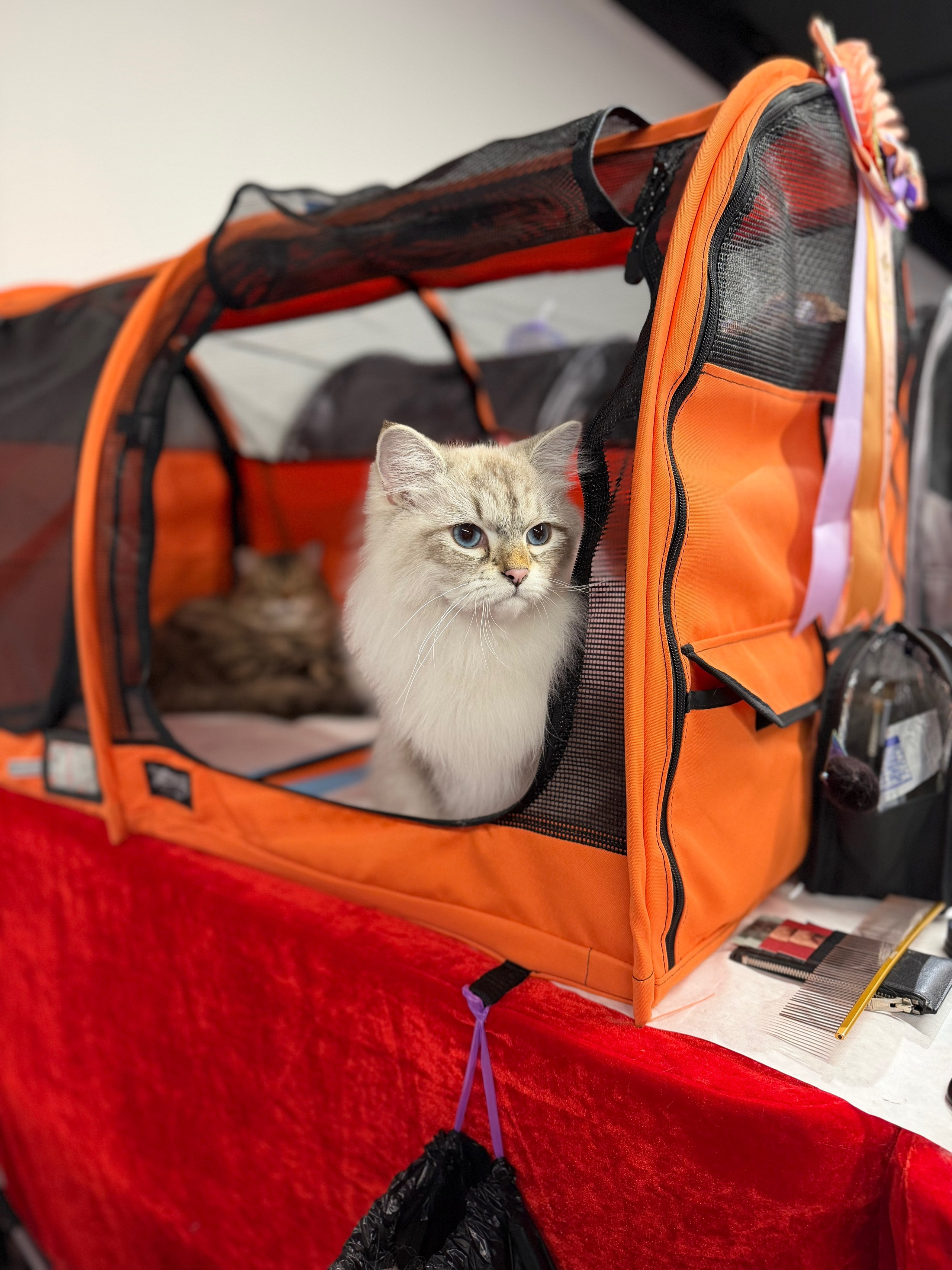CFA WINTER CHAMPIONSHIP CAT SHOW 13 DEC 2025