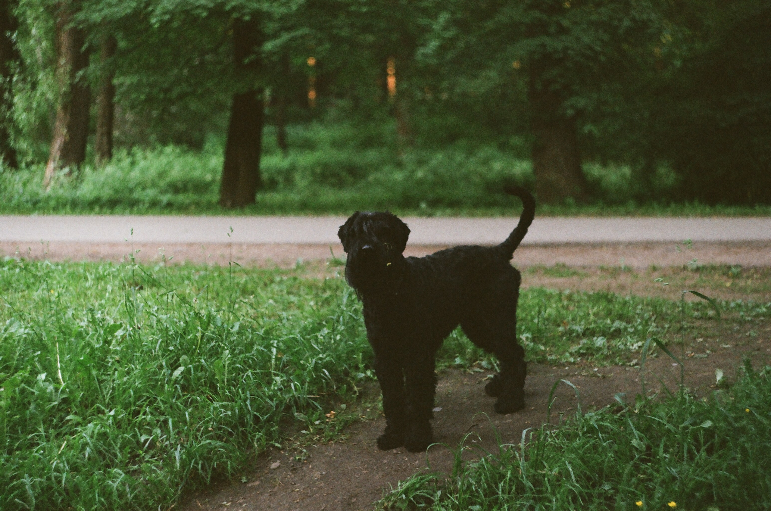 Animals. Elena Zykova film photographer in London