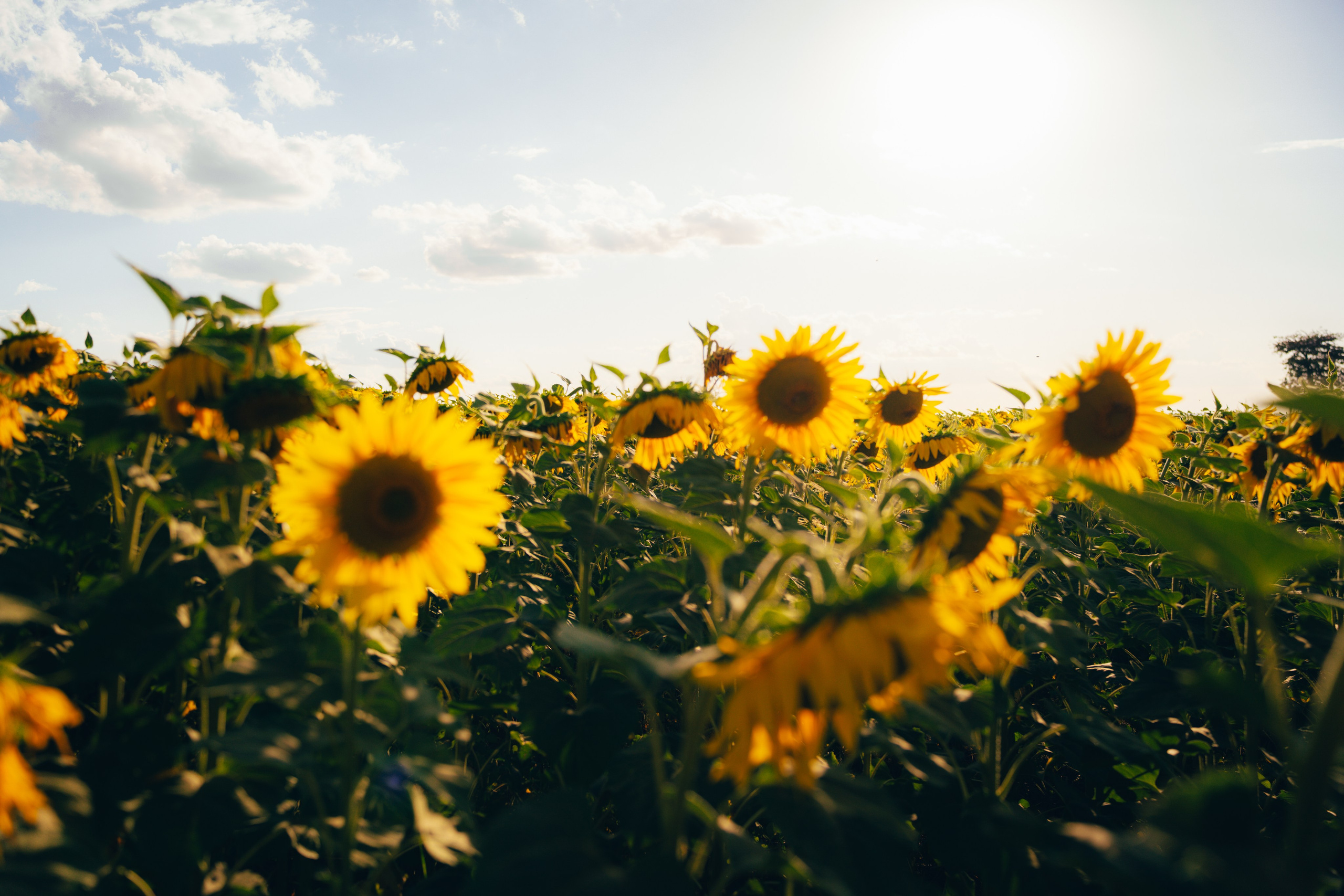 Debutante. Reference Visuals