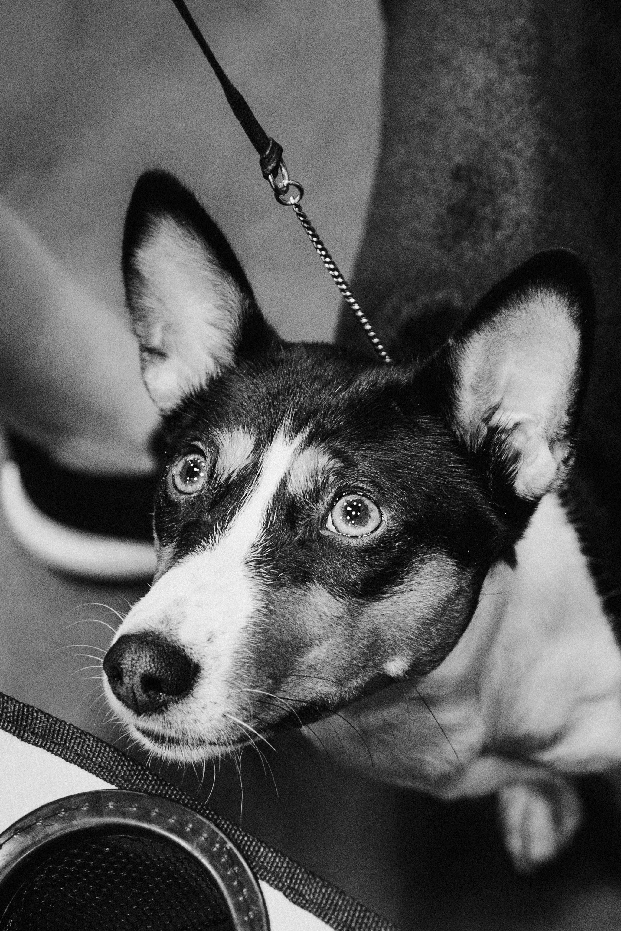 Pärnu dog weekend photo report. Kat Laisaar — Pet photographer in Tallinn