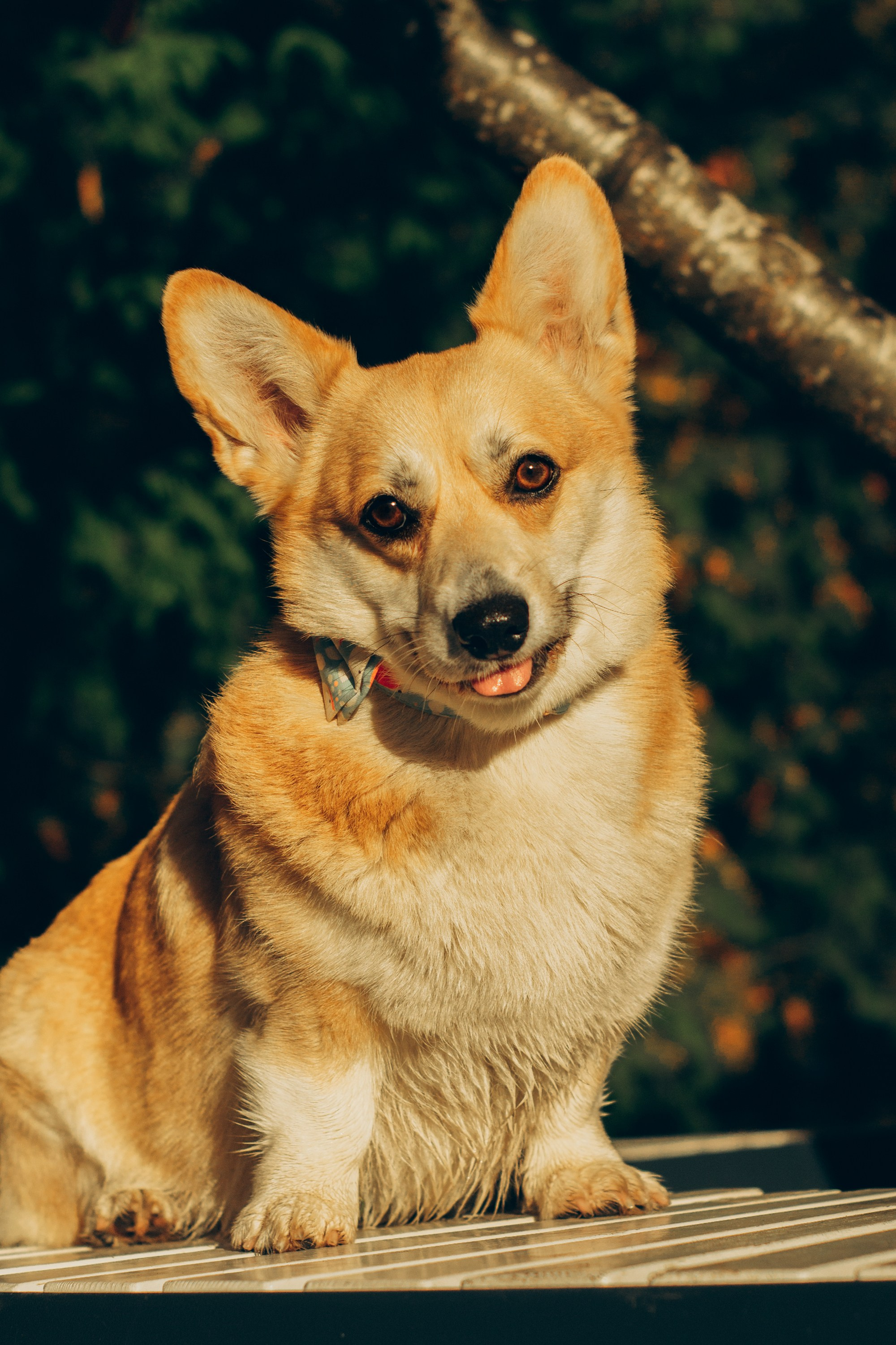 Irina and her Teffy, Pembroke Welsh Corgi. Kat Laisaar — Pet photographer in Tallinn