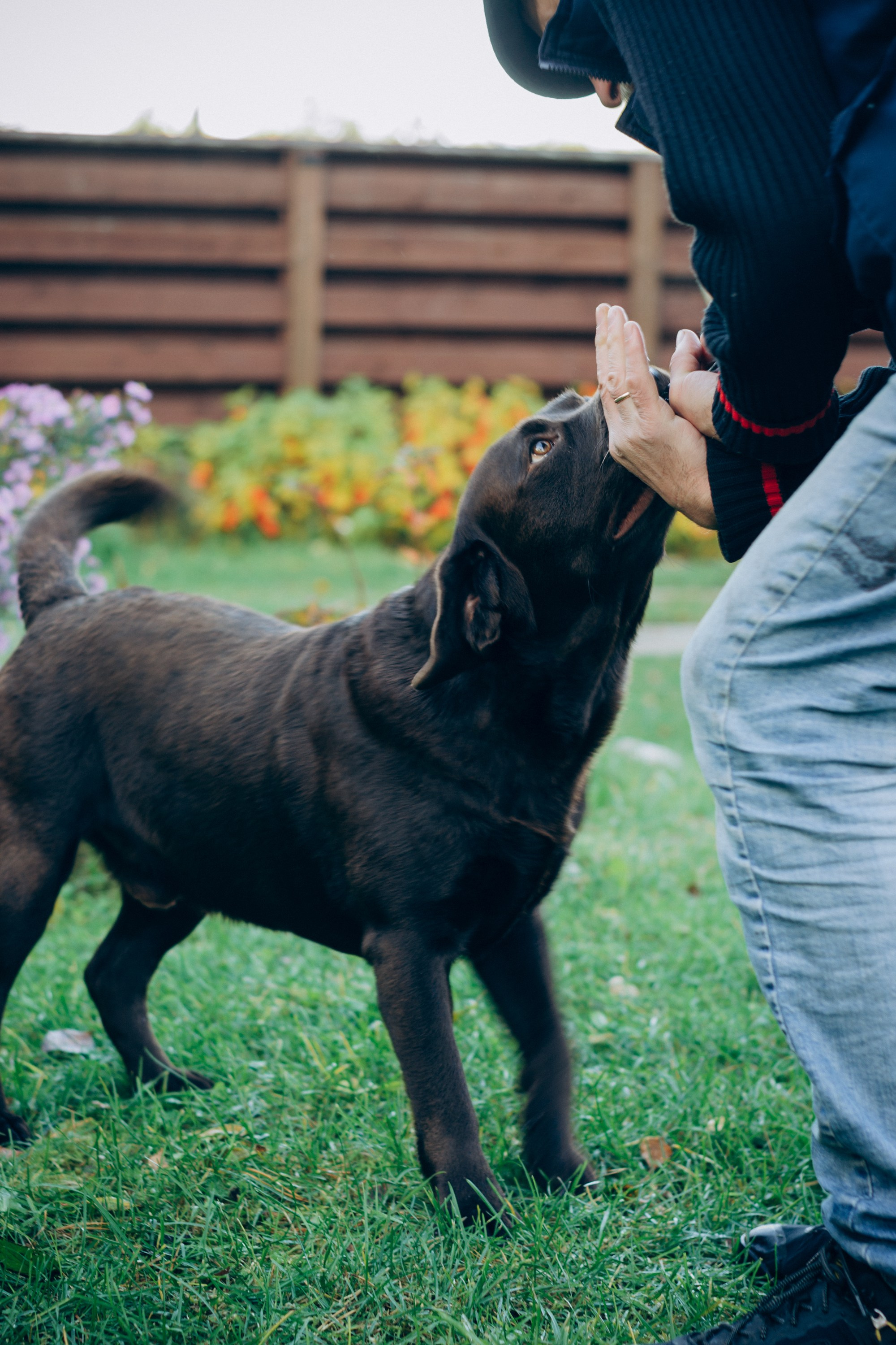 Harvi, chocolate Labrador Retriever. Kat Laisaar — Pet photographer in Tallinn