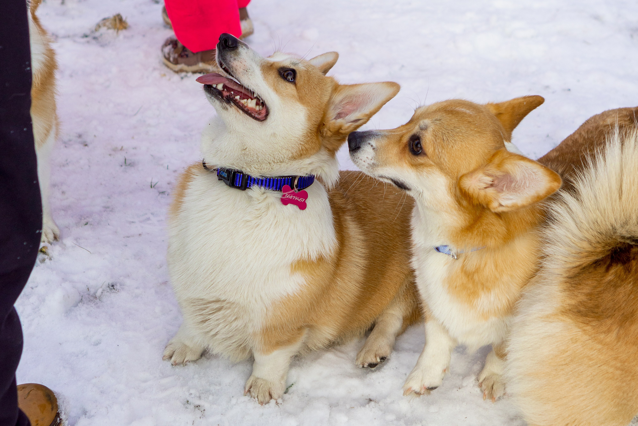 Corgi party, 23 feb. 2025. Kat Laisaar — Pet photographer in Tallinn