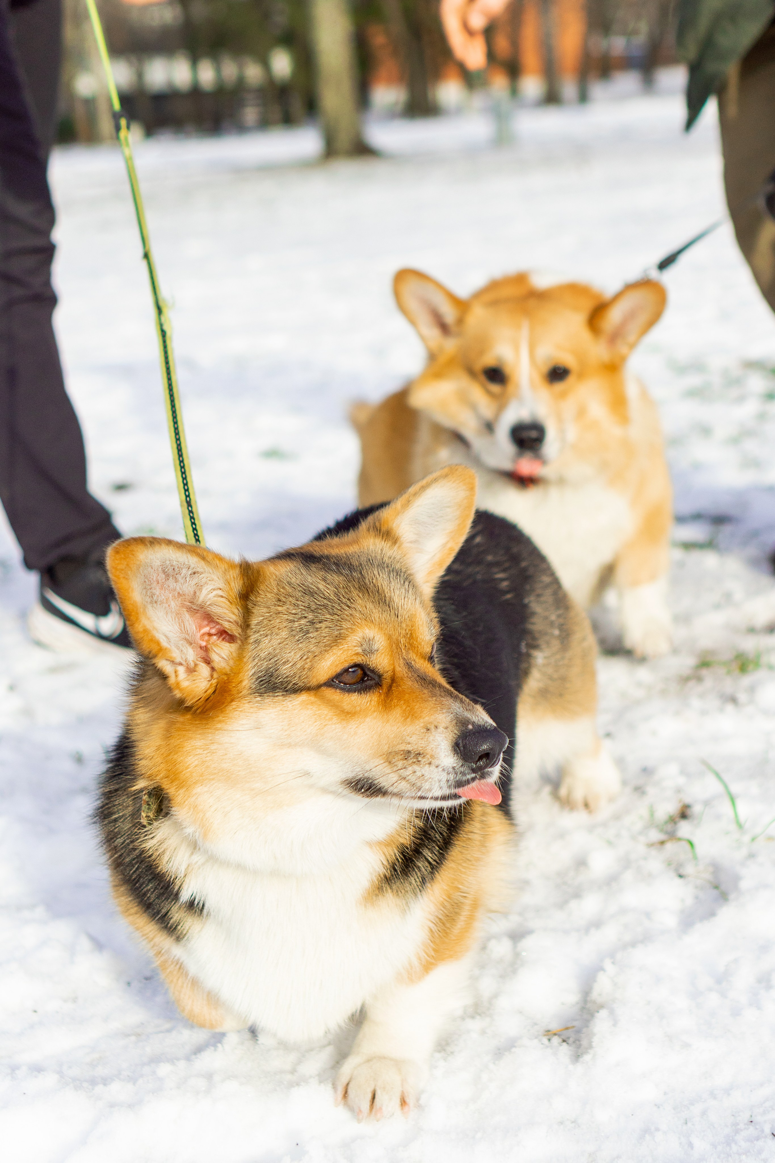 Corgi party, 23 feb. 2025. Kat Laisaar — Pet photographer in Tallinn