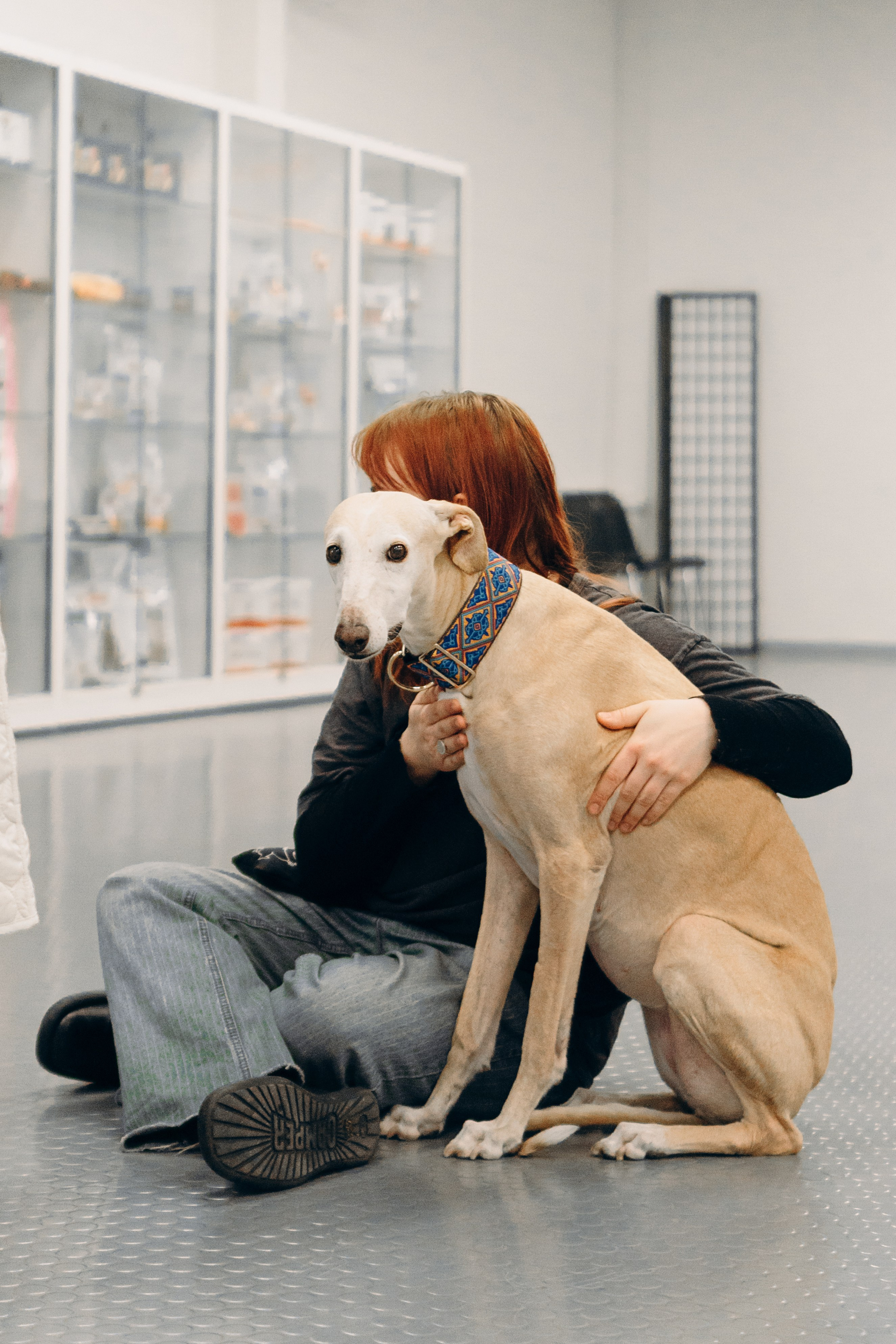 GalgoTreff / PetCity Rannamõisa, 13 apr. 2025. Kat Laisaar — Pet photographer in Tallinn