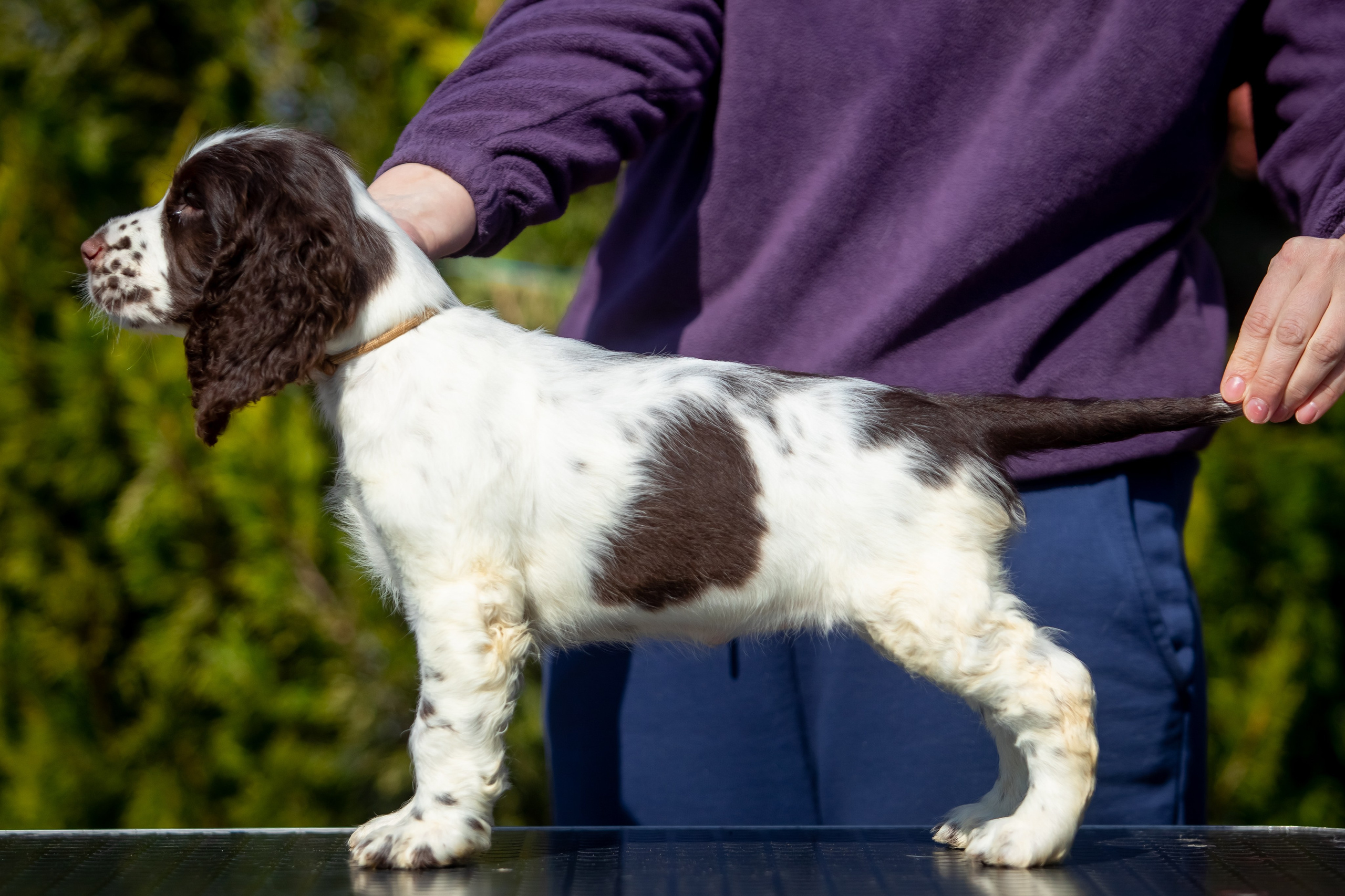Female — Grey collar 🩶. Website of the titled stud dog of the Springer Spaniel breed