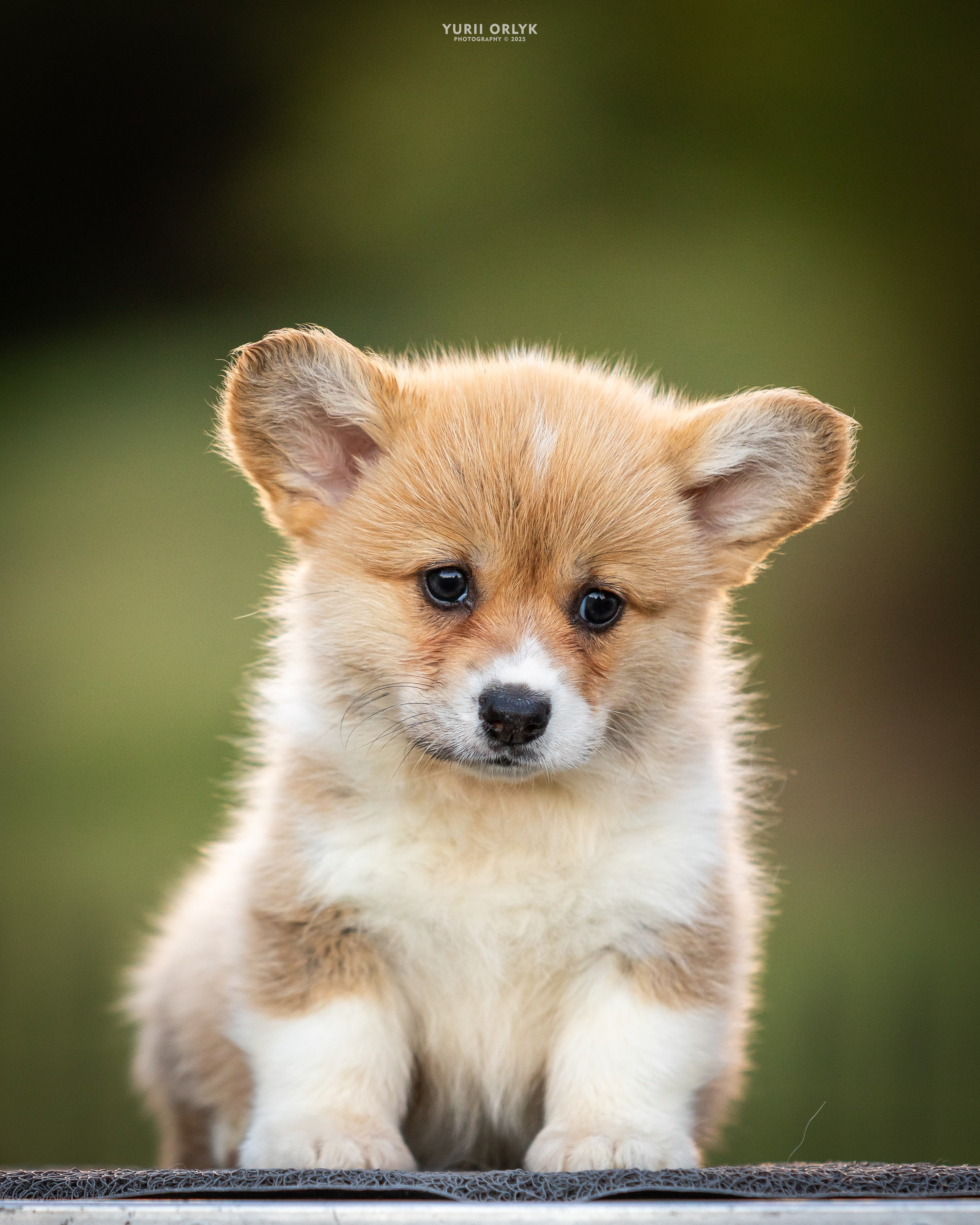 Puppies. Yurii Orlyk Photography