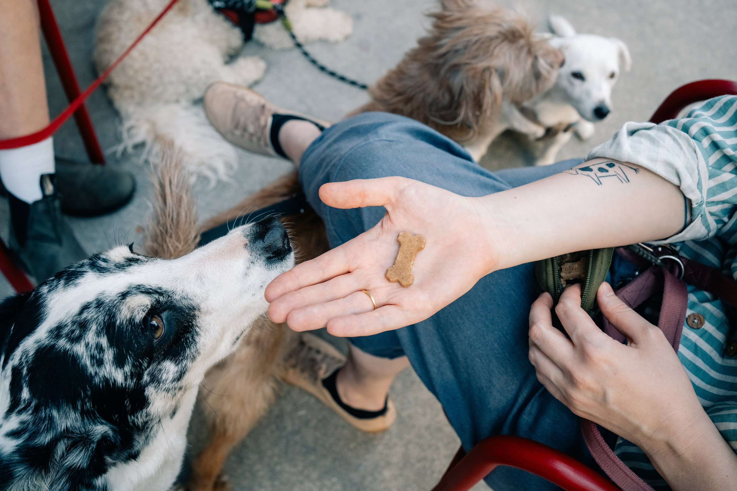 Yana & Pedro & Doggos. Maria Sher. Professional photographer from Porto, Portugal