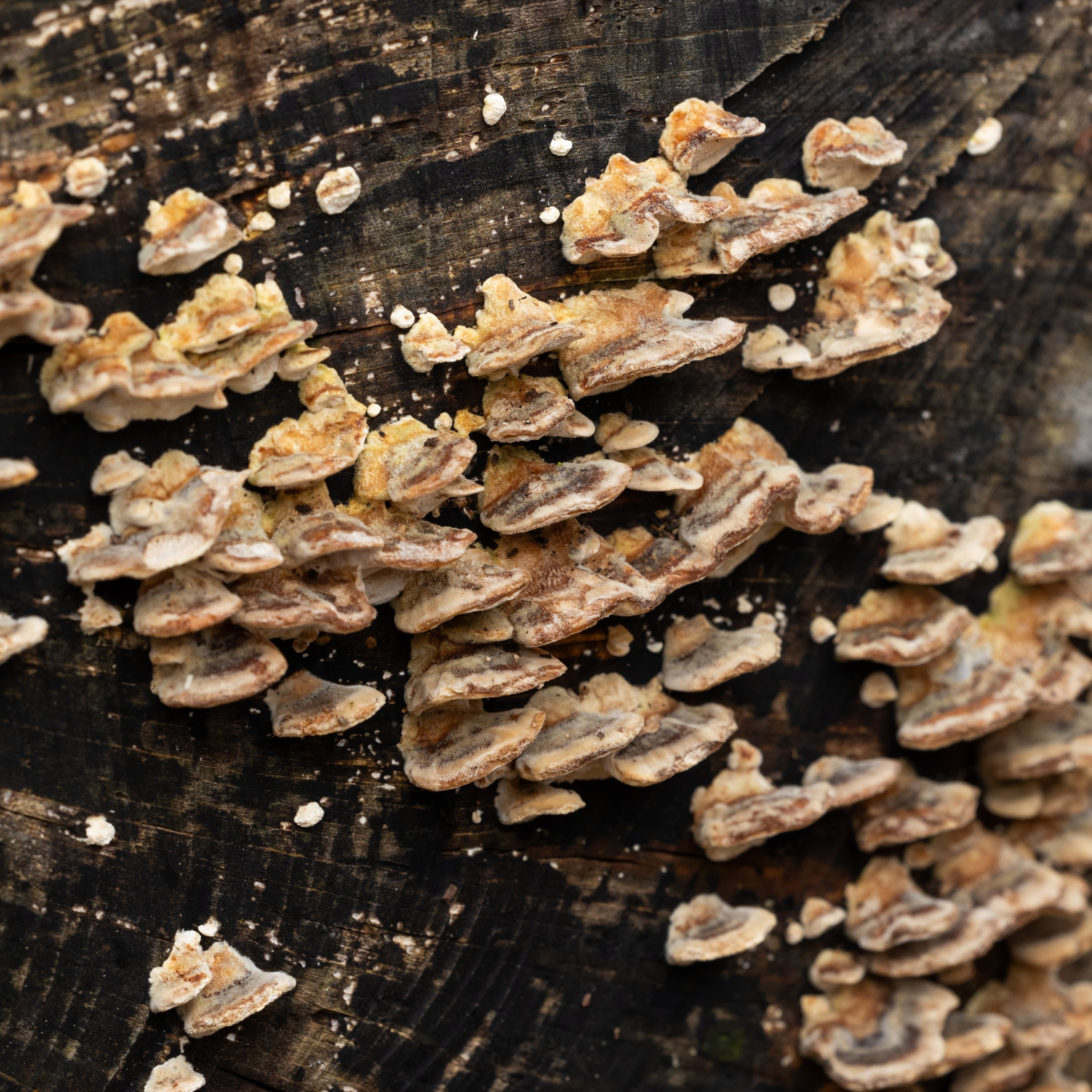 Forår. Fotograf Aarhus | Portrætfoto Århus | Flotte billeder