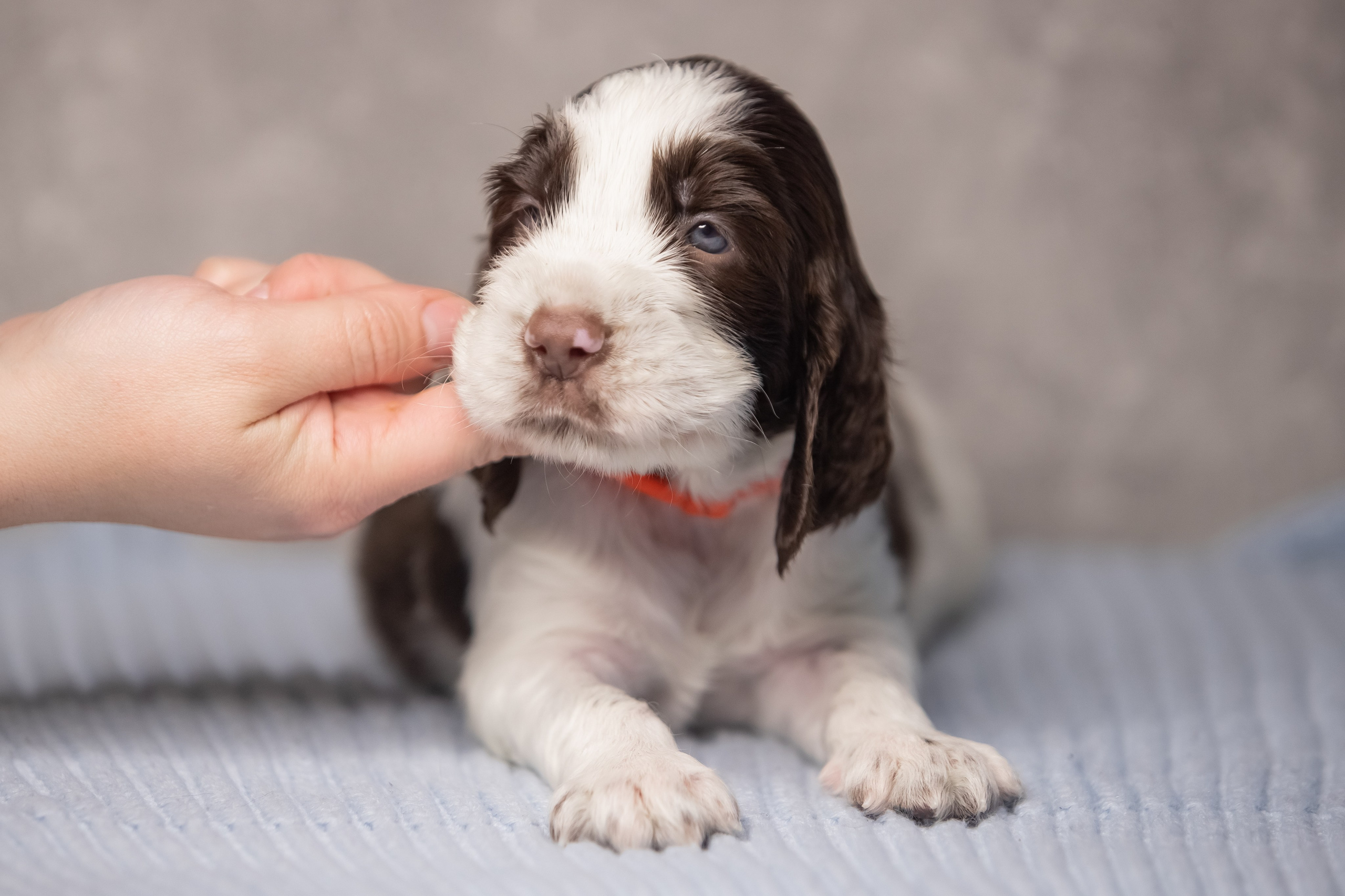 Male — Orange collar 🧡. Website of the titled stud dog of the Springer Spaniel breed