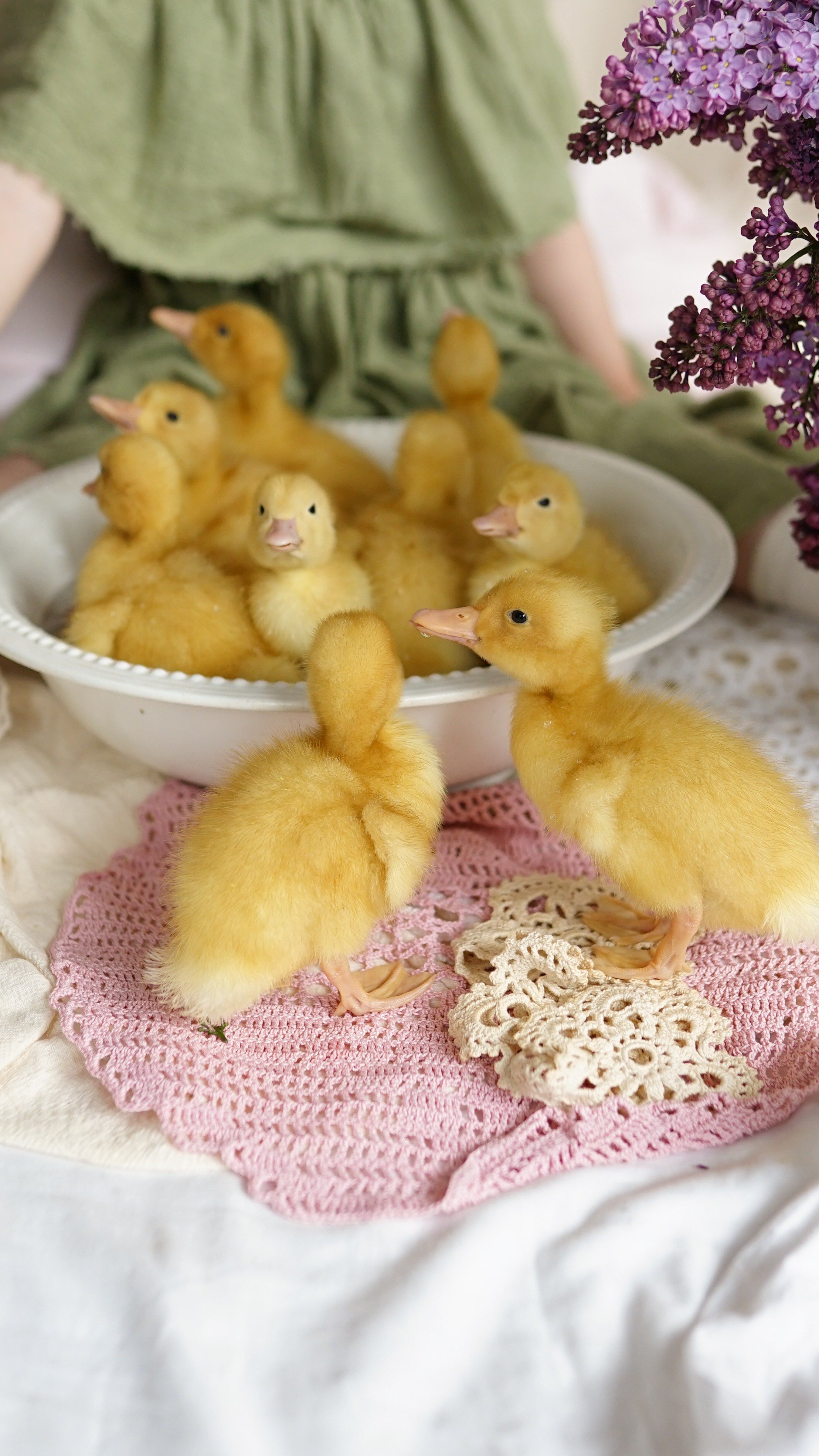 Ședințe Foto de Paște Brașov: Gălbenuș | Mădălina Beda. Madalina Beda- Artist vizual, fotograf, doula la nastere, consultant babywearing Brasov si in toata tara