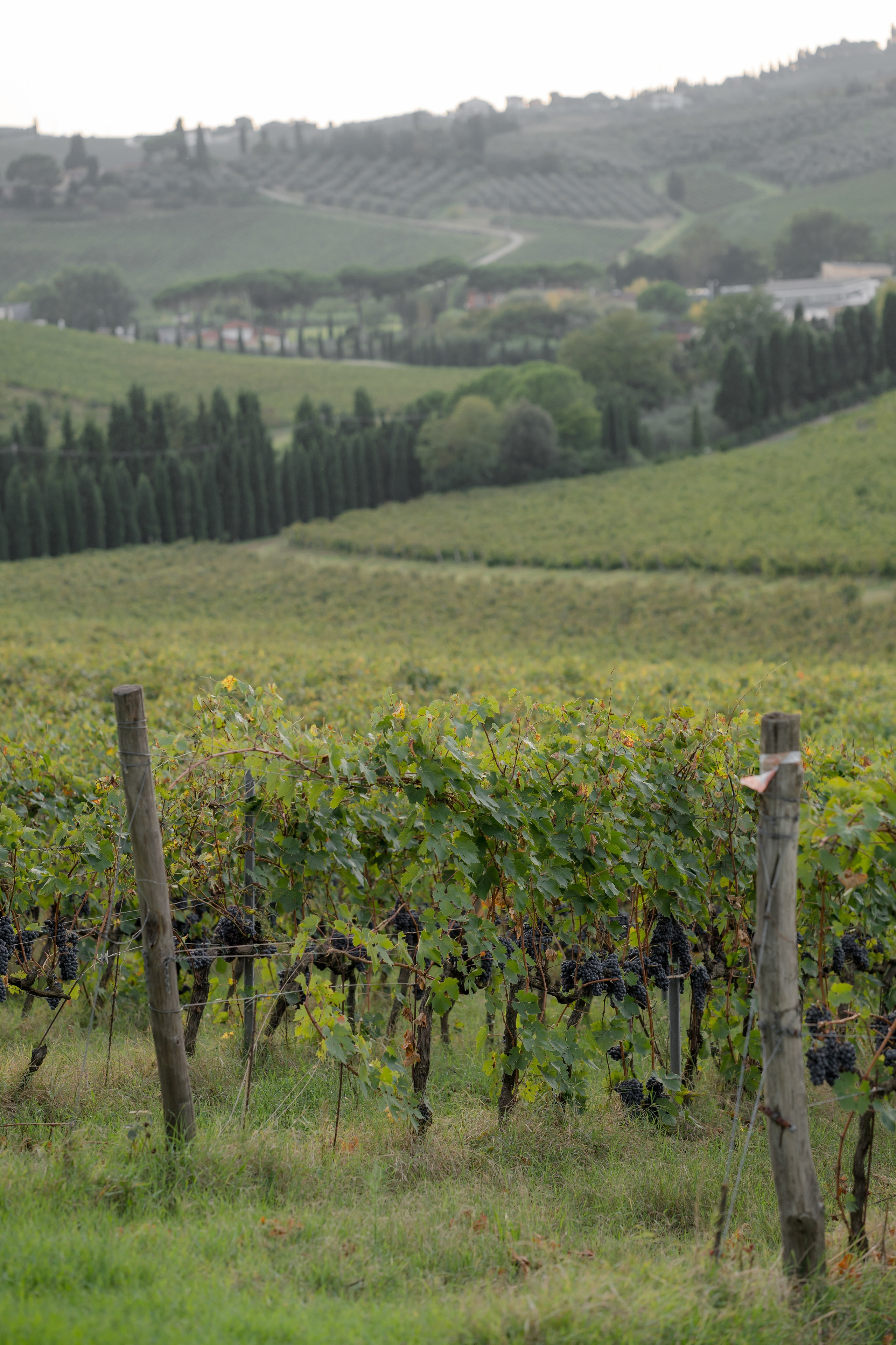 Dom&Ally. Весільний фотограф Вікторія Саврук