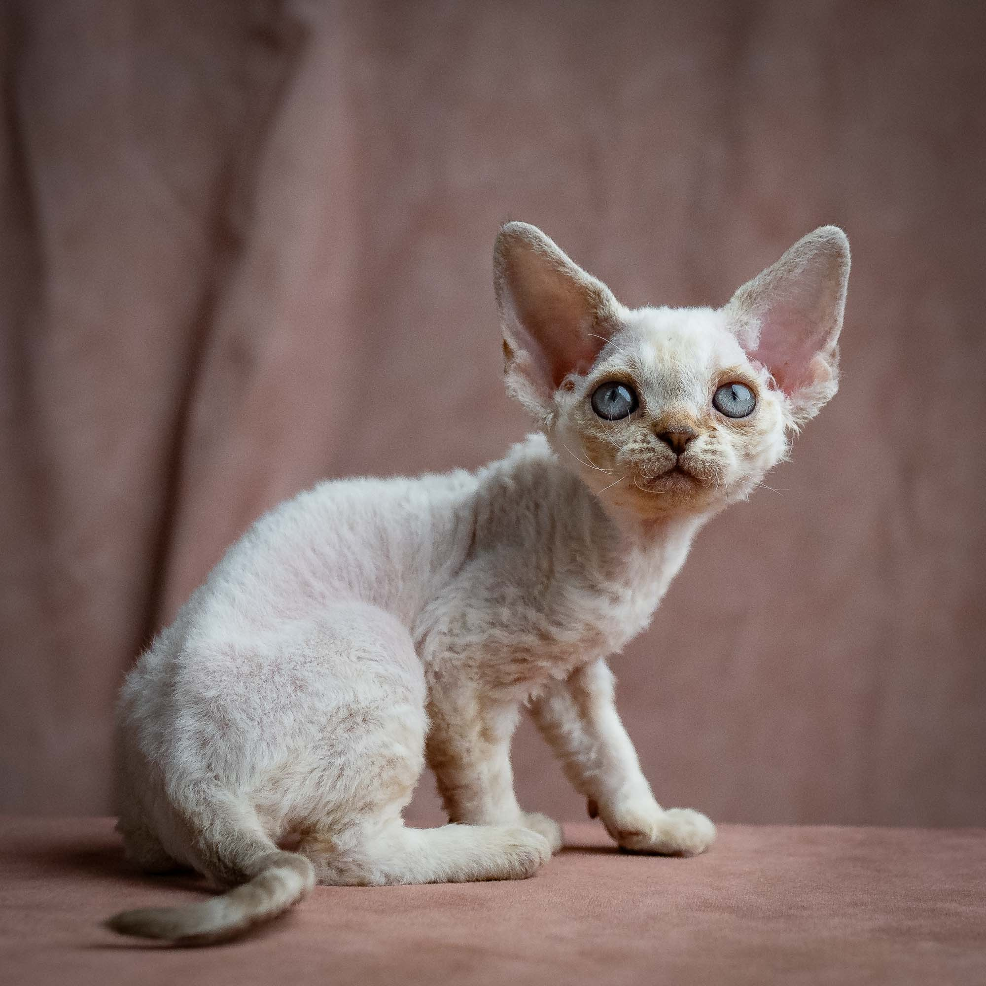 Selena, girl, born 05.08.26. Devon Rex Pixie Cattery