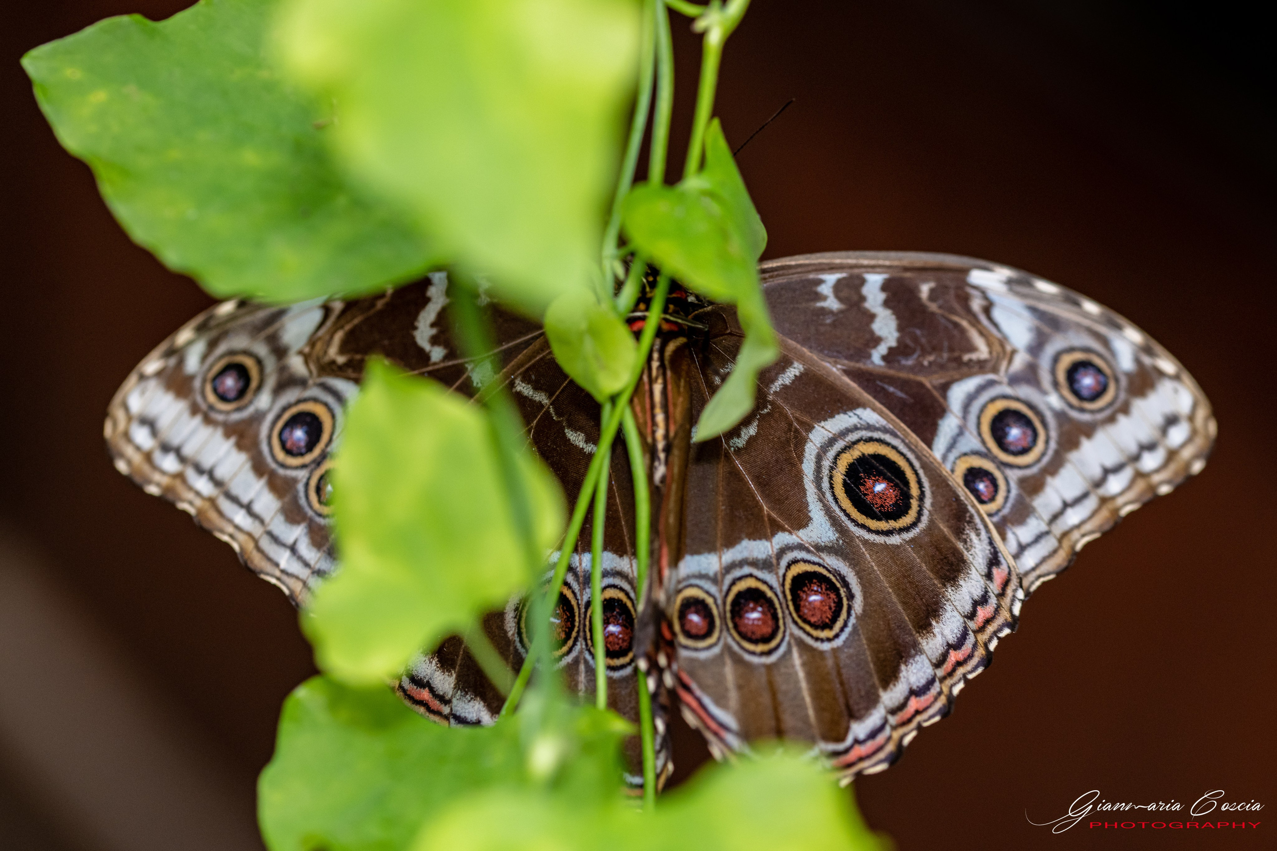Farfalle. “Gianmaria Coscia fotografo per passione”