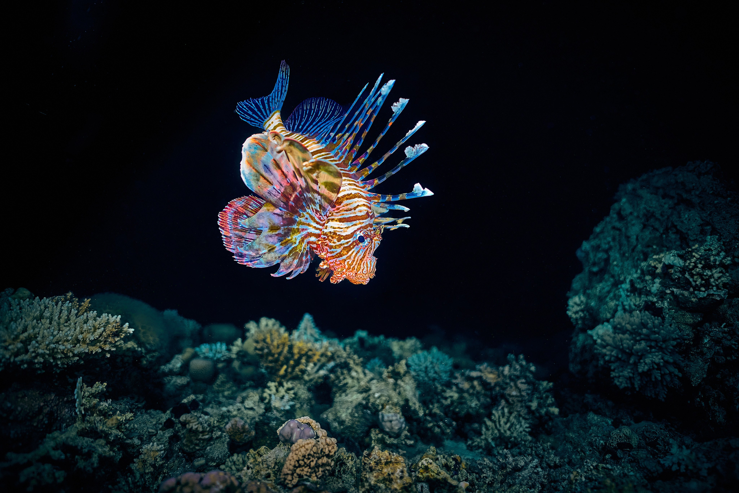 Mieszkańcy mórz. Andriej Szypilow — Photography & Videography