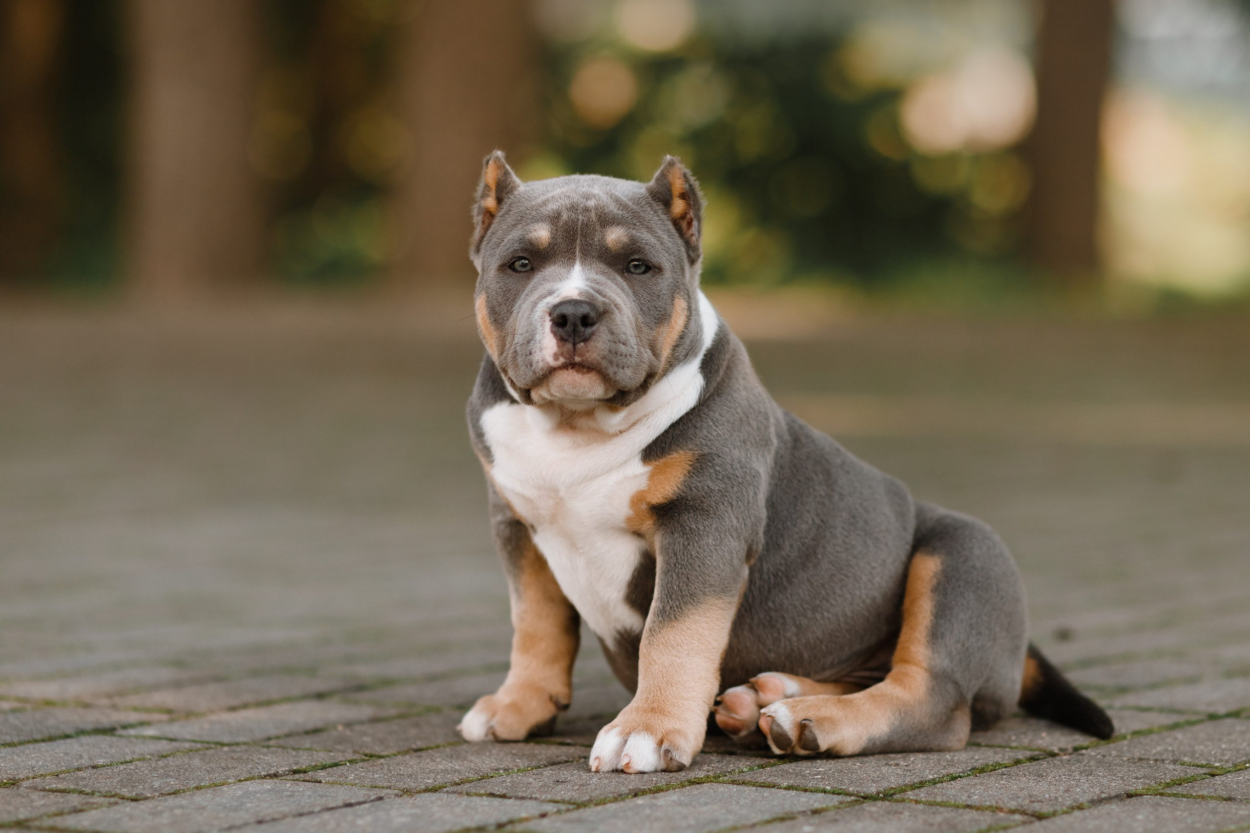 Bullie puppies. Kaja | fotograf we Wrocławiu | ludzie i psy