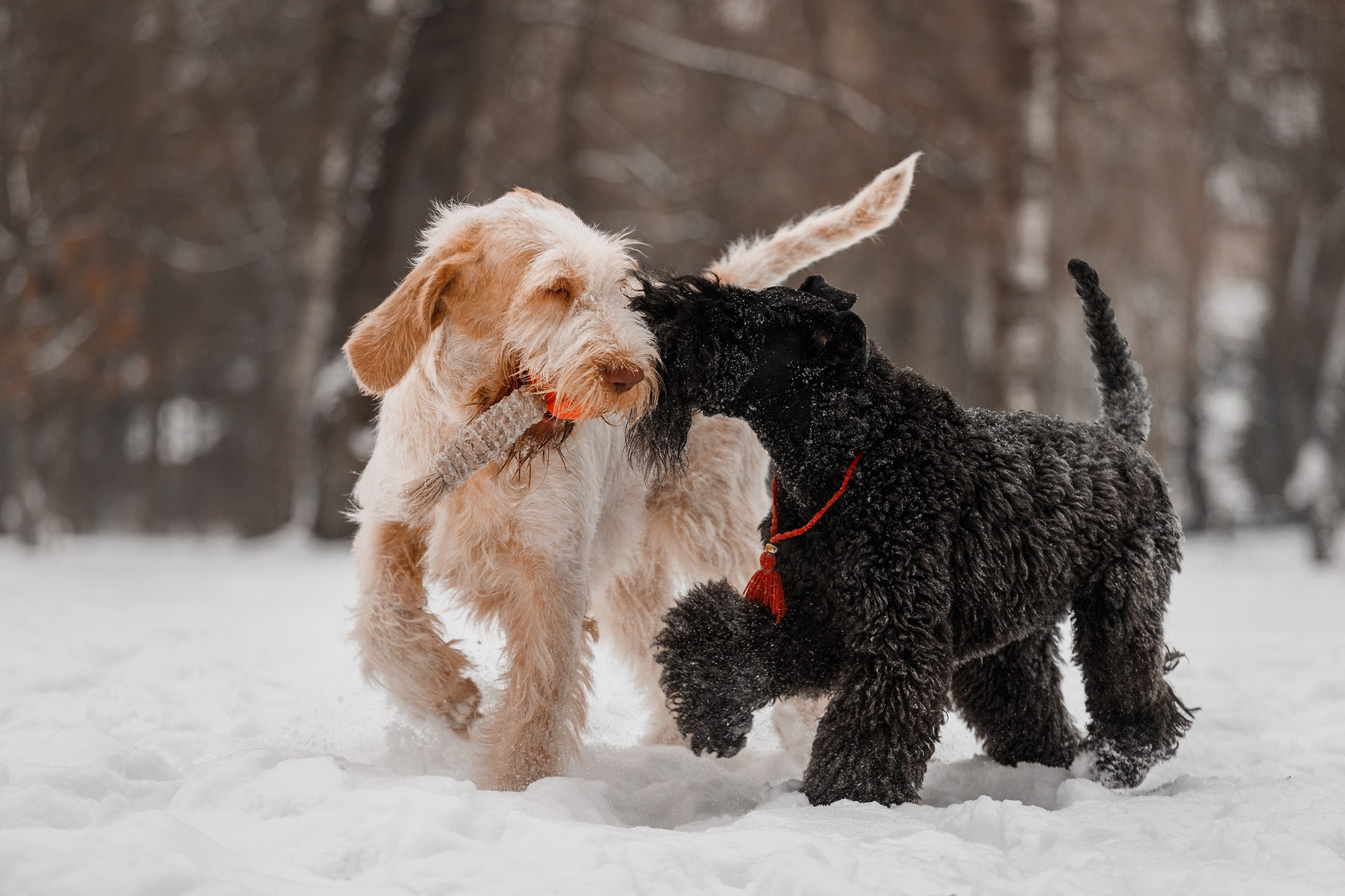 Kerry blue terrier & italian spinone. Kaja | fotograf we Wrocławiu | ludzie i psy