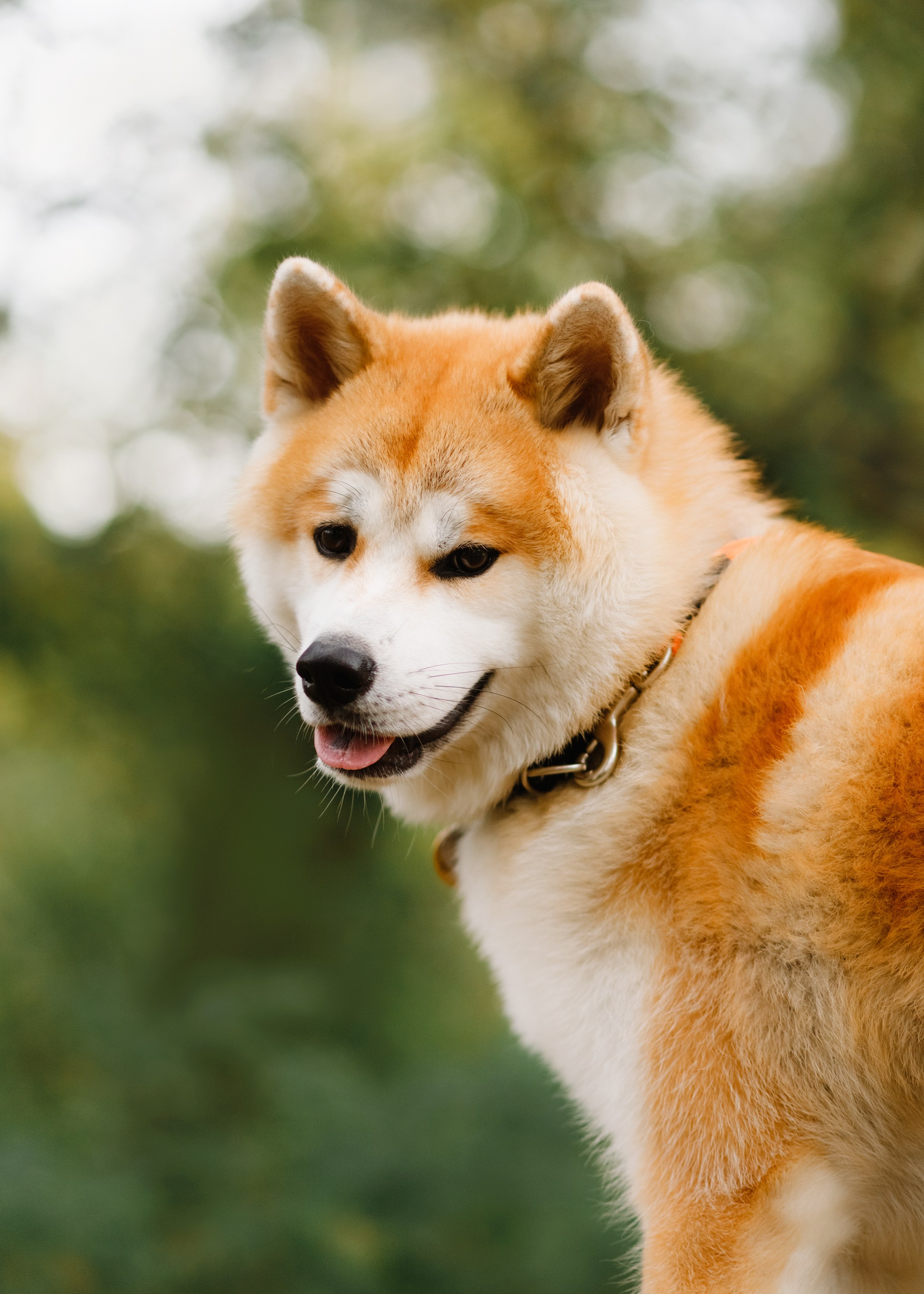 Maria & Kenji. Kaja | fotograf we Wrocławiu | ludzie i psy