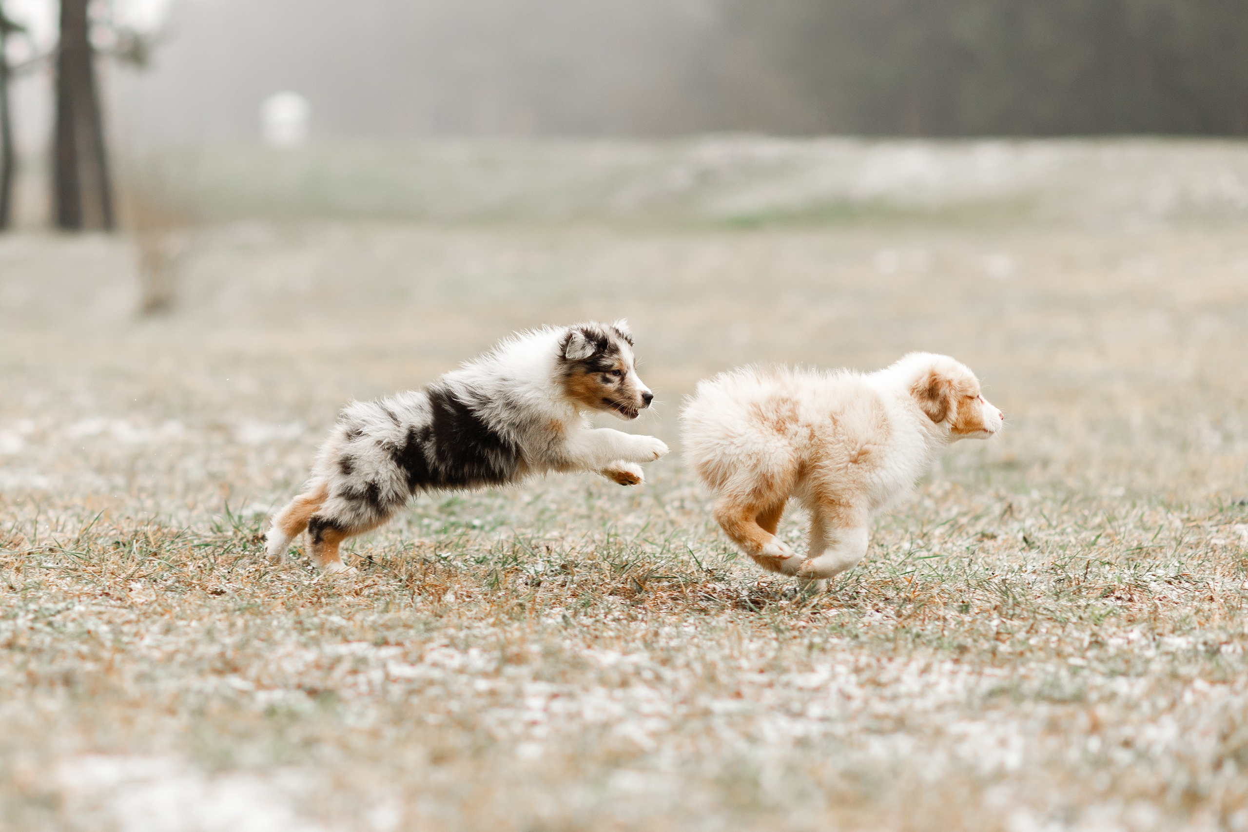 Pack of aussie puppies. Kaja | fotograf psów we Wrocławiu