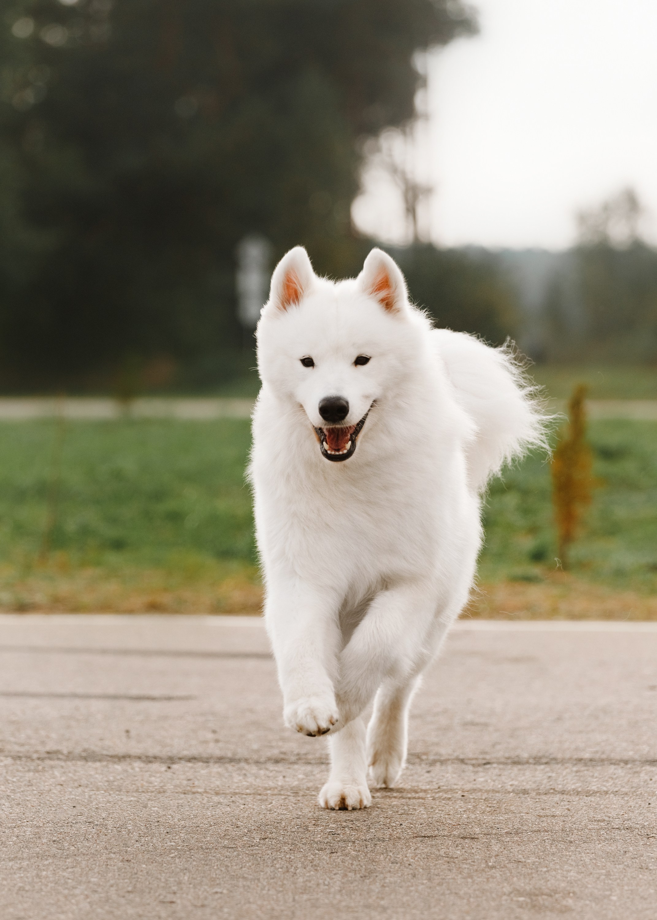 Dog shows | the best ones. Kaja | fotograf psów we Wrocławiu